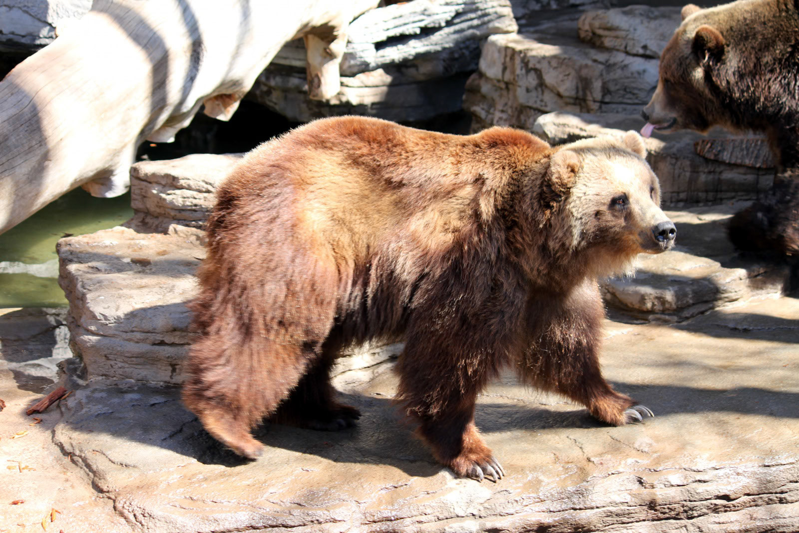 Brown Bear, Denver Zoo