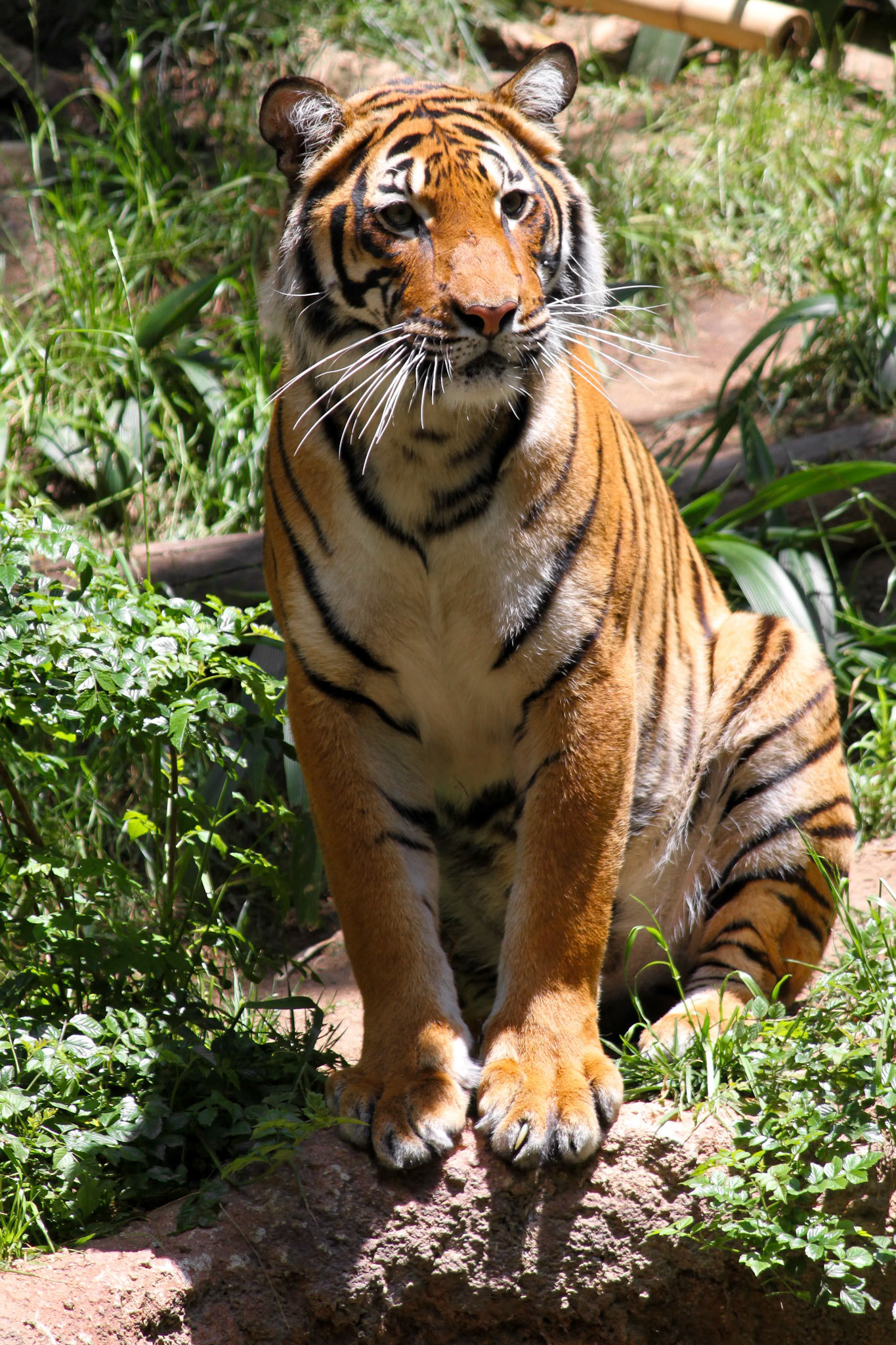 Malaysian Tiger, San Francisco Zoo