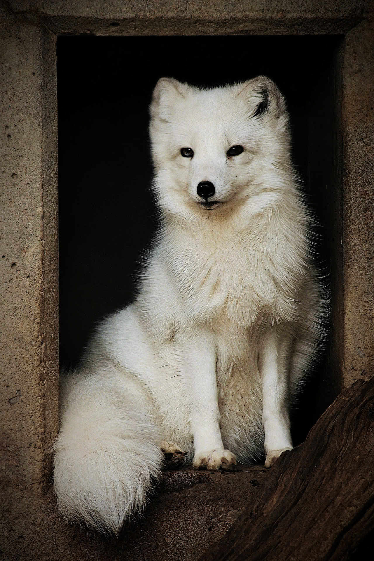 Arctic Fox, Denver Zoo