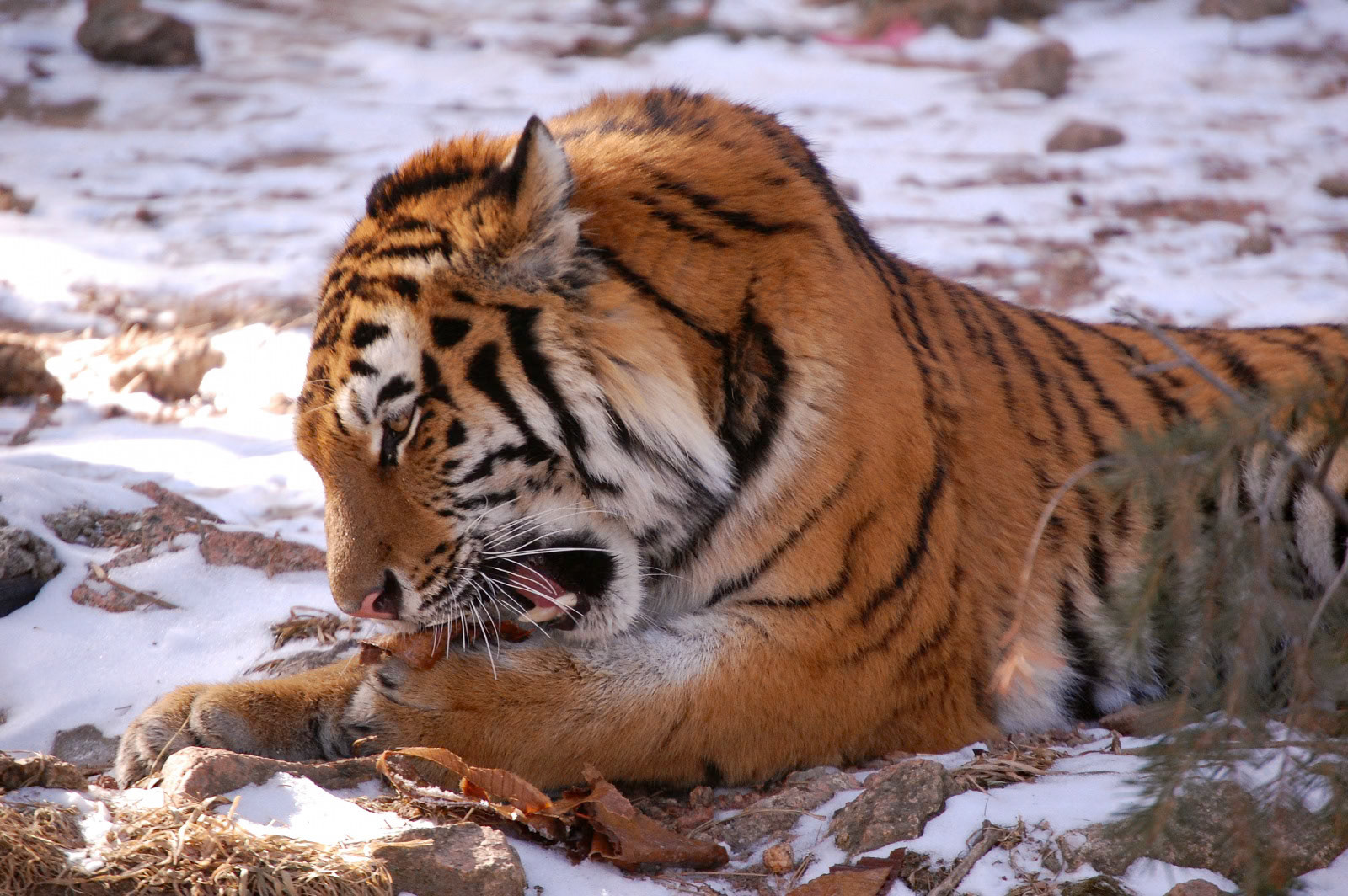 Siberian Tiger, Cheyanne Mountain Zoo