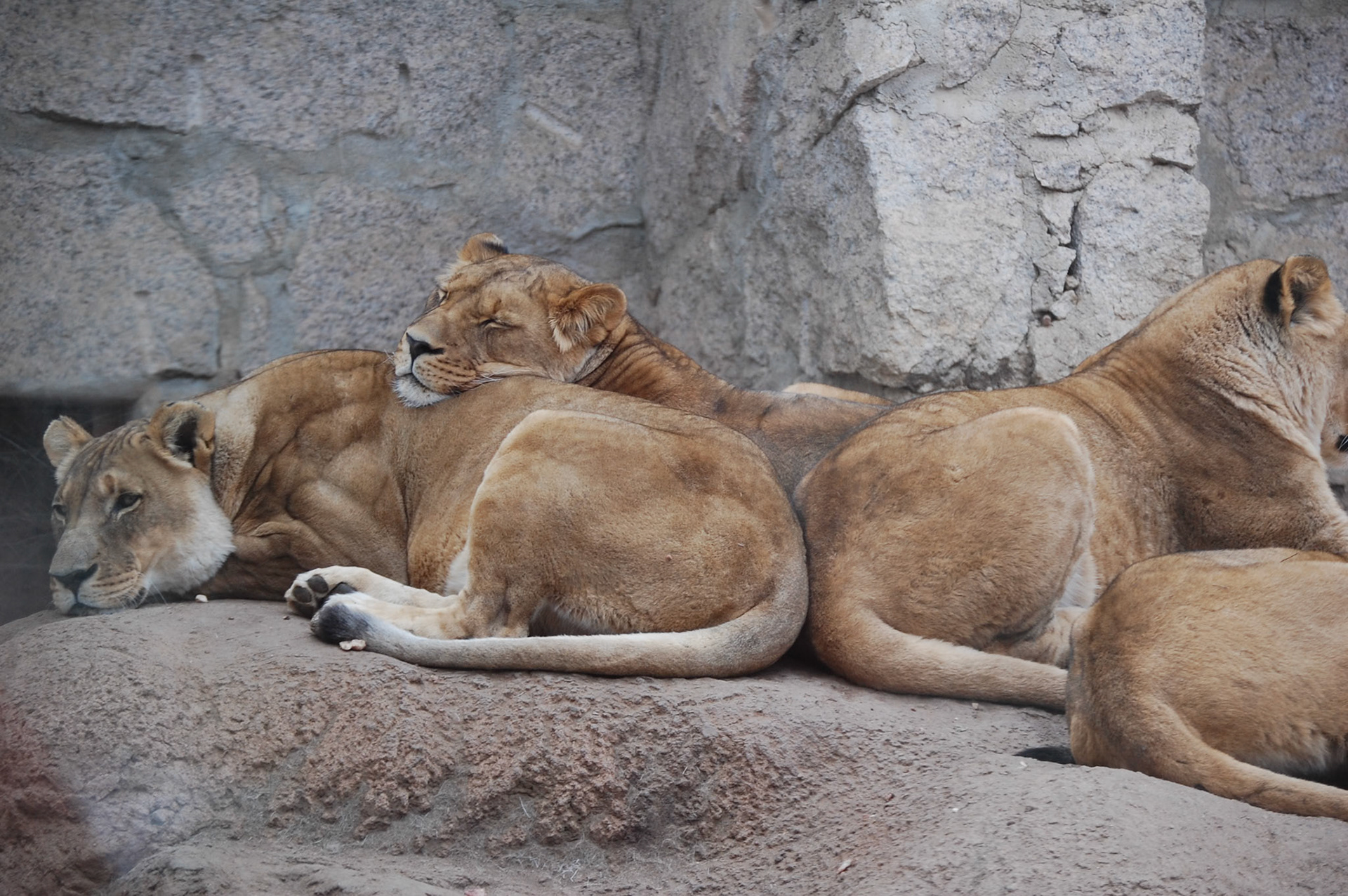 Lion, , Cheyanne Mountain Zoo