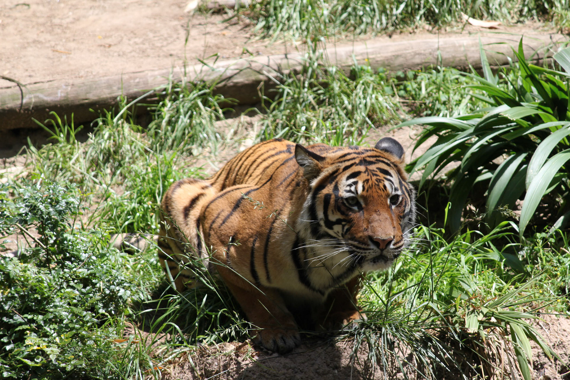 Malaysian Tiger, San Francisco Zoo