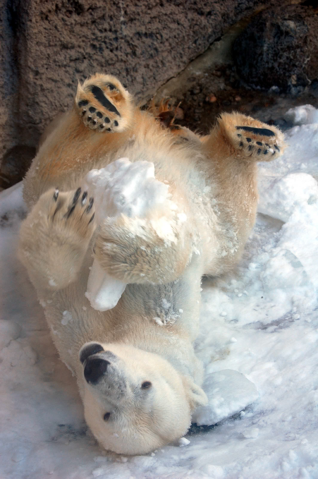 Polar Bear, Denver Zoo