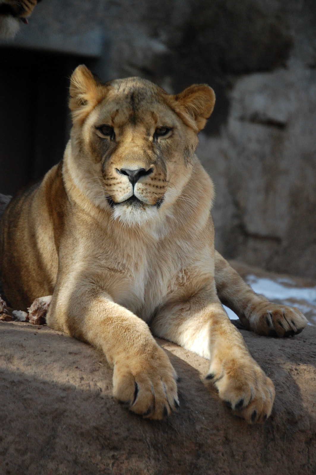 Lion, Cheyanne Mountain Zoo