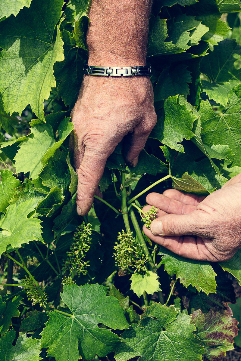 Jacky Gauthier vigneron domaine colette Beaujolais