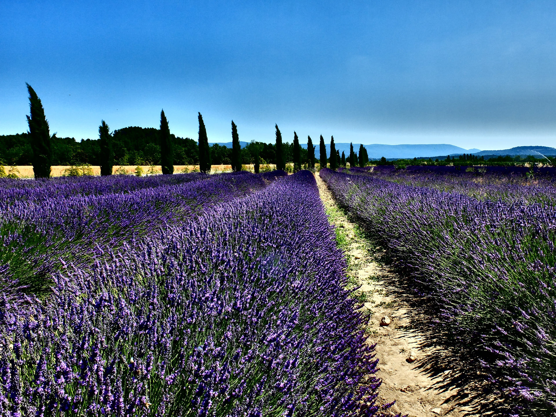 Lavender field spiced up with some dynamic tone wizardry.
