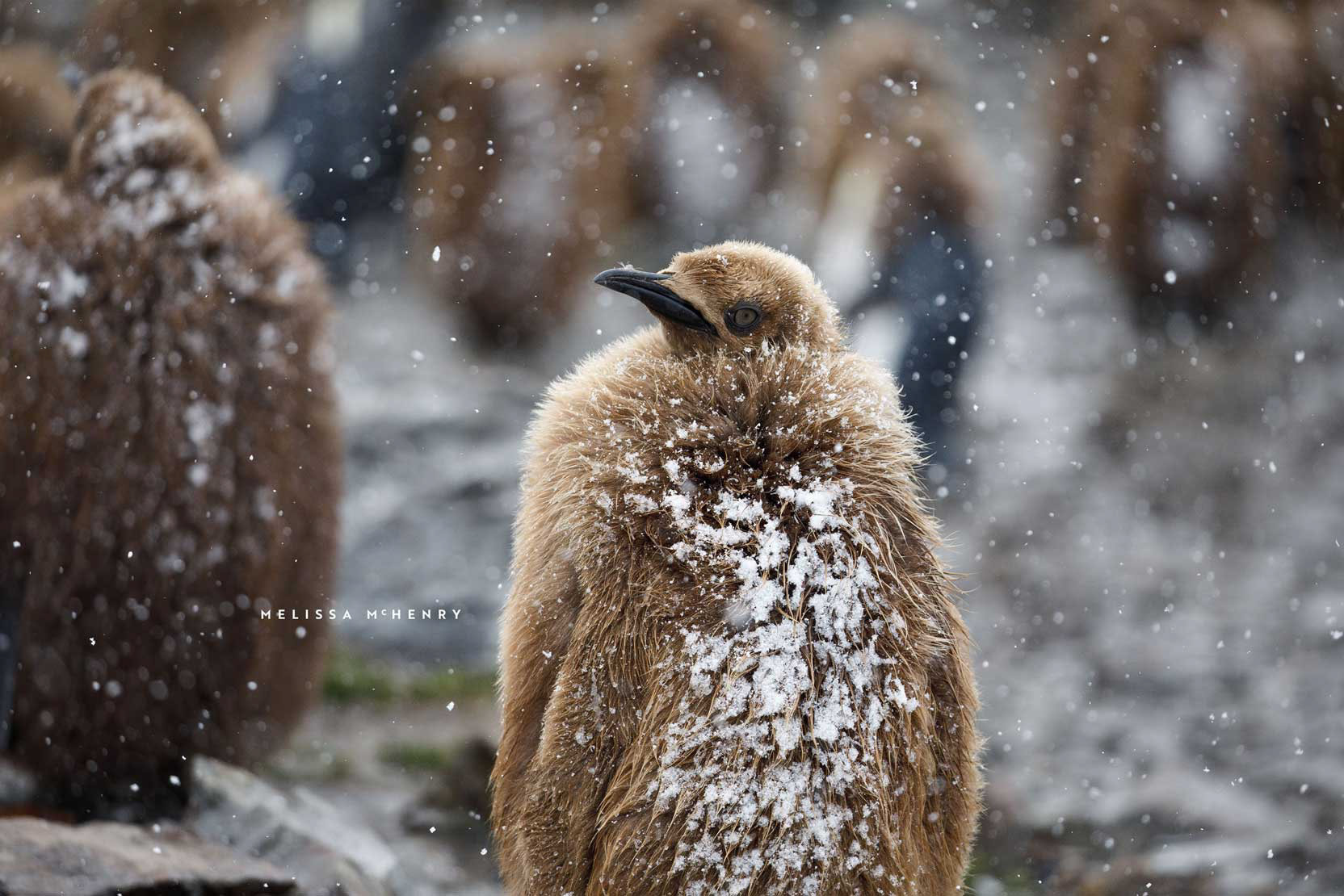 Baby King Penguin | South Georgia Island