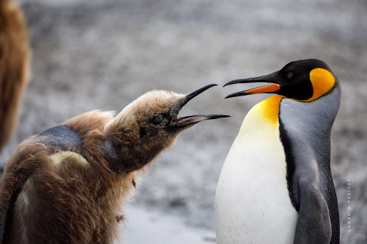King Penguins | South Georgia Island