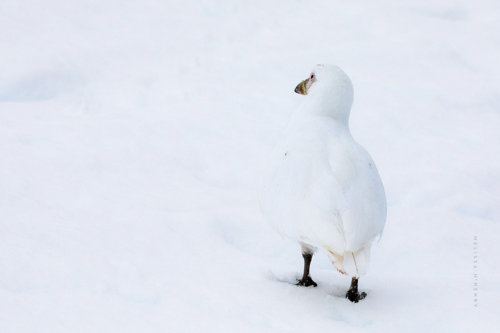 Snowy Sheathbill | Antarctic peninsula