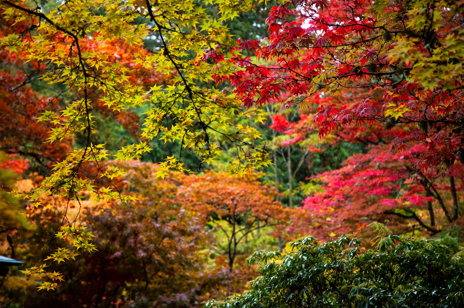 Seattle Japanese Garden, Seattle Arboretum