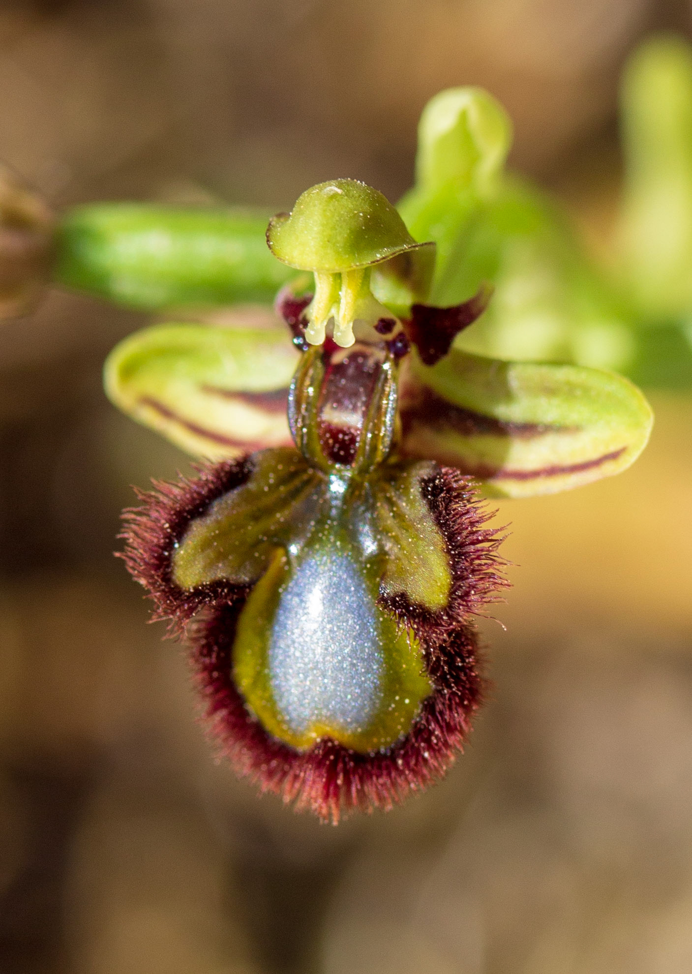 Ophrys speculum