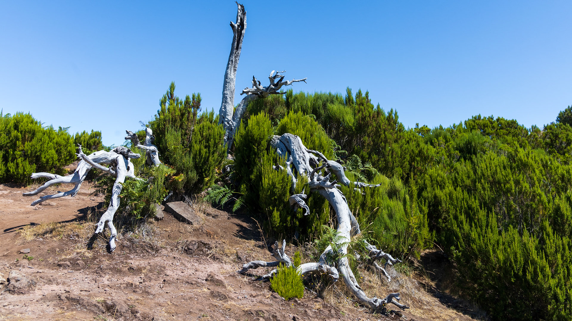 5 août 2024 - Pico Ruivo, Santana, Madère, Portugal