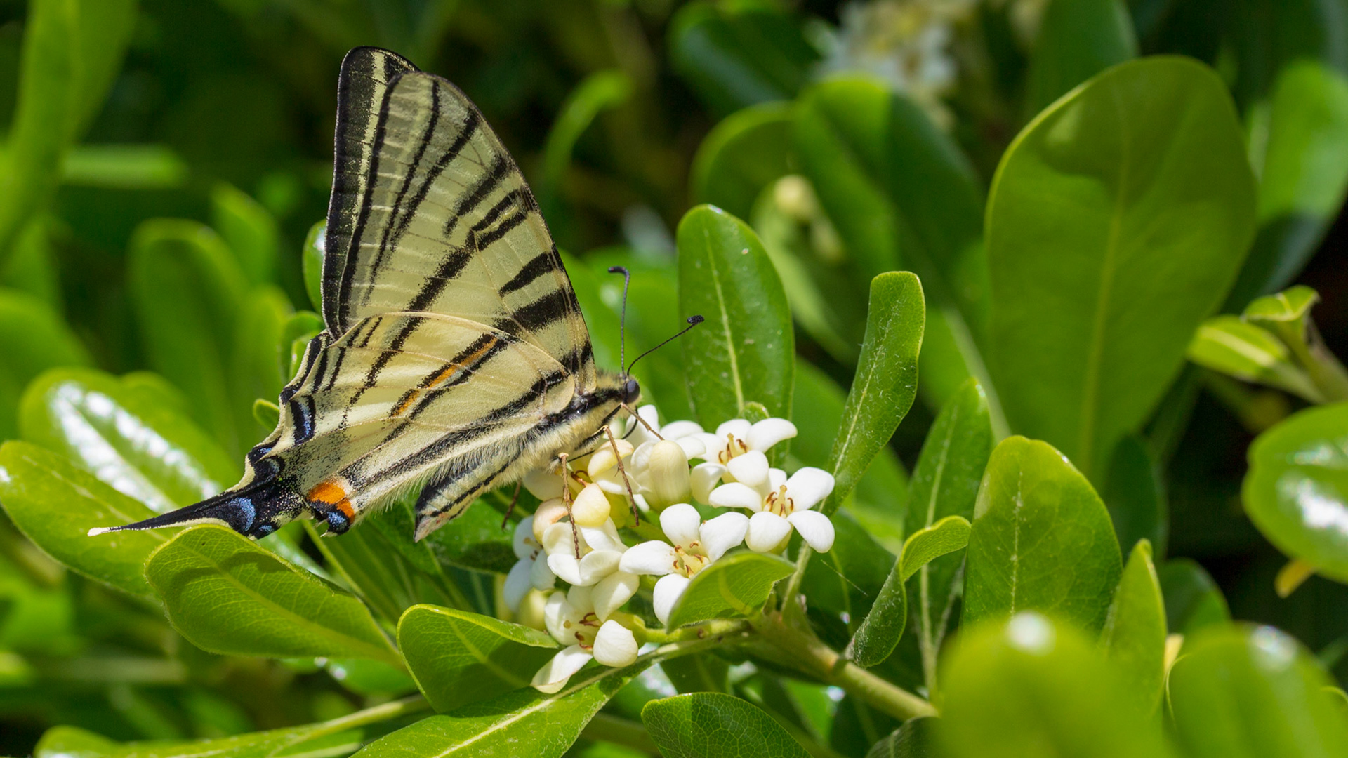Iphiclides podalirius