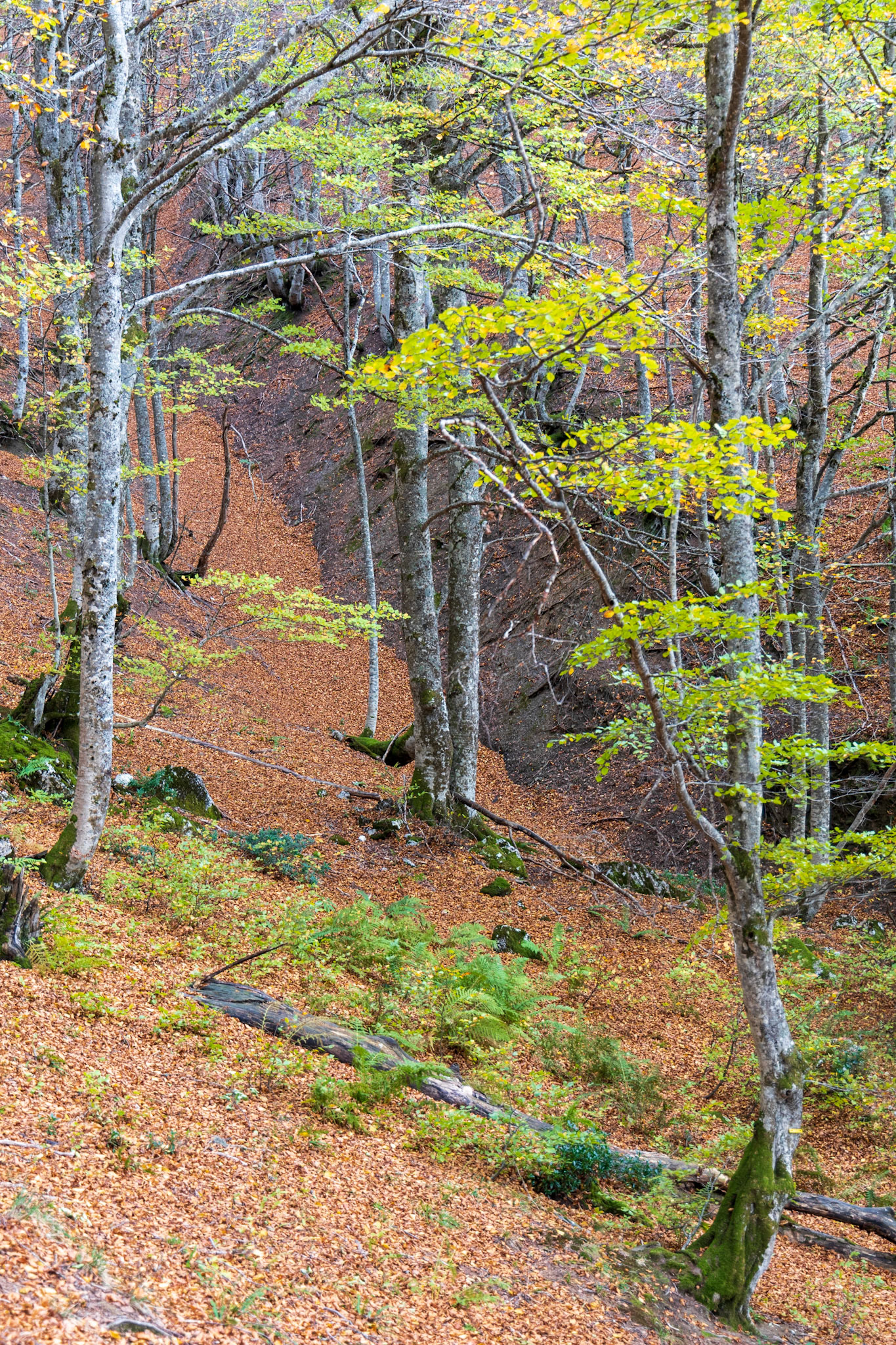 31 octobre 2022 - Forêt de hêtres, Aulus-les-Bains, France