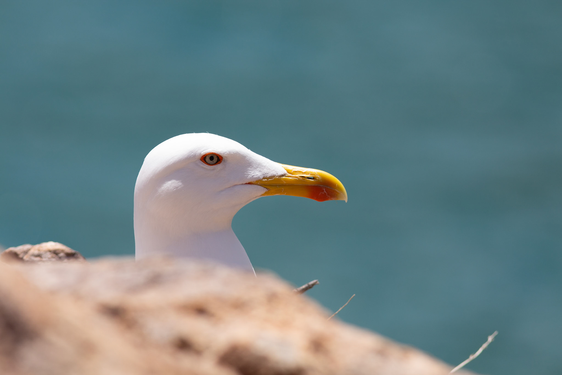 Larus argentatus