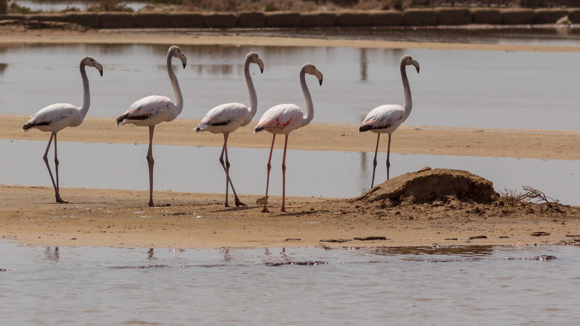 Immigrés flamants