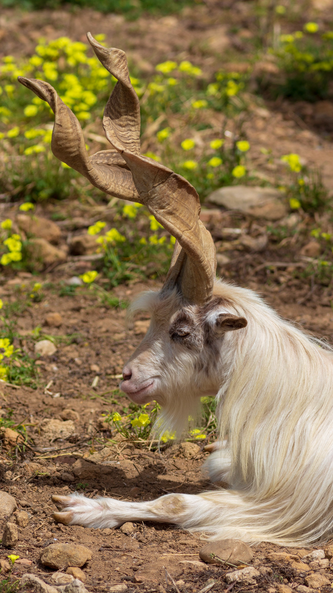 Capra aegagrus hircus