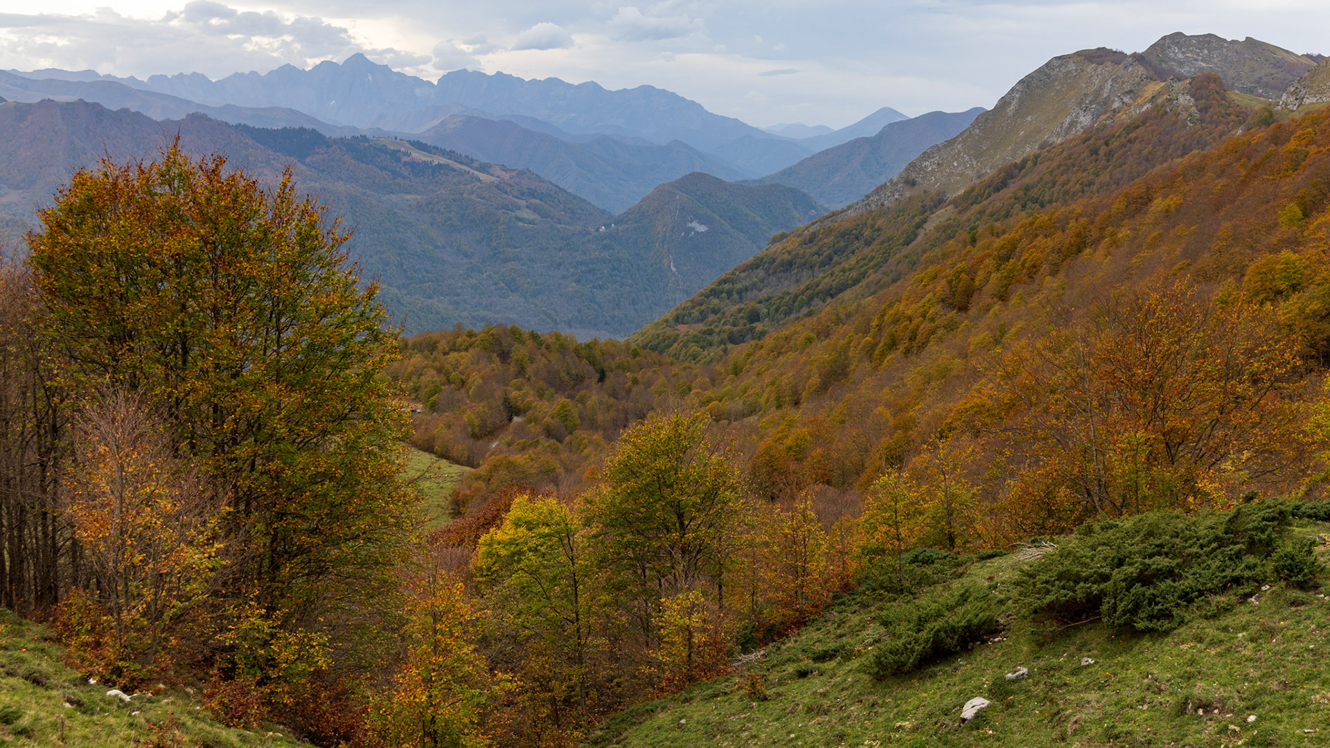 31 octobre 2022 - Forêt de hêtres, Aulus-les-Bains, France