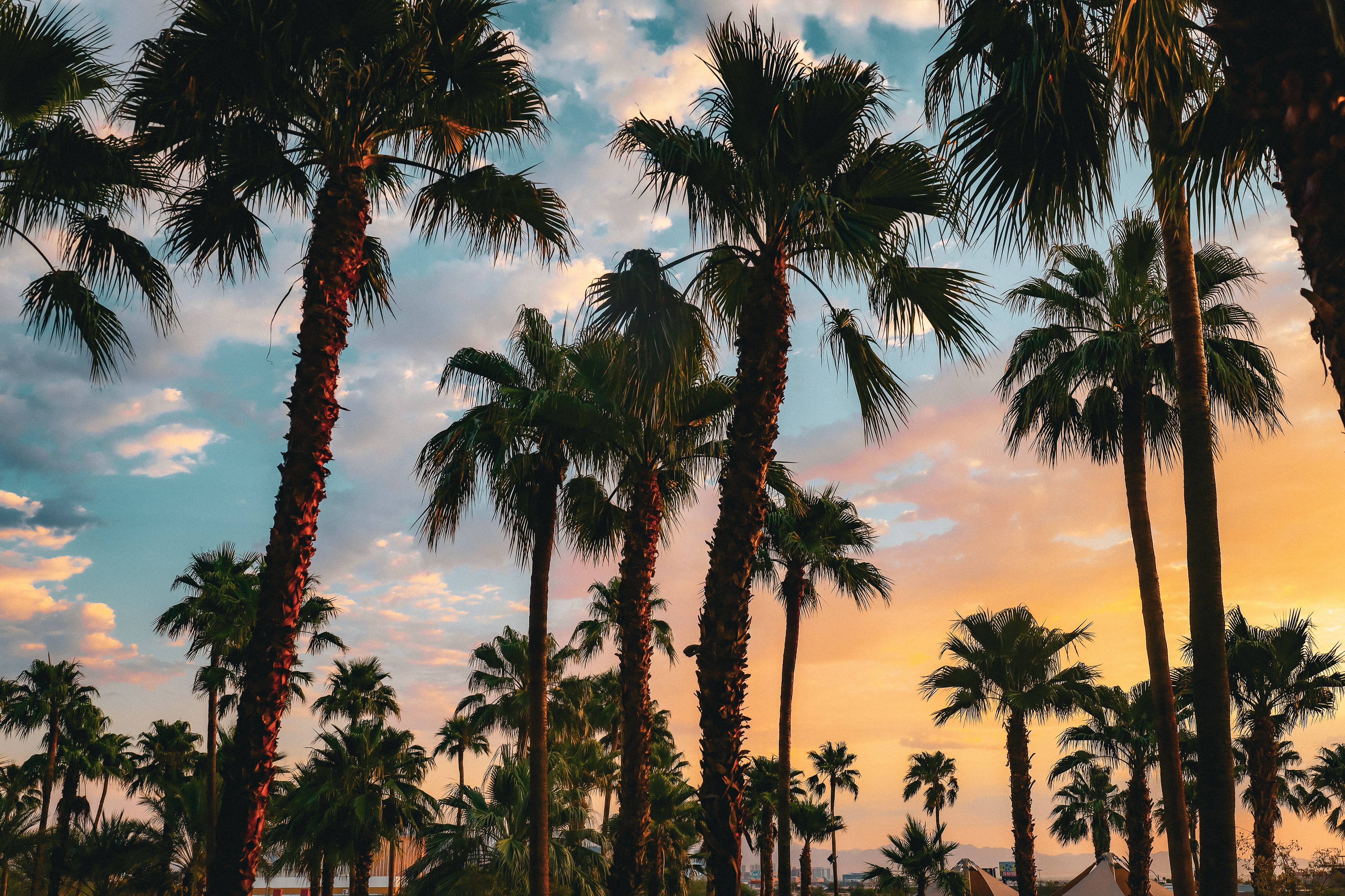 Desert Oasis