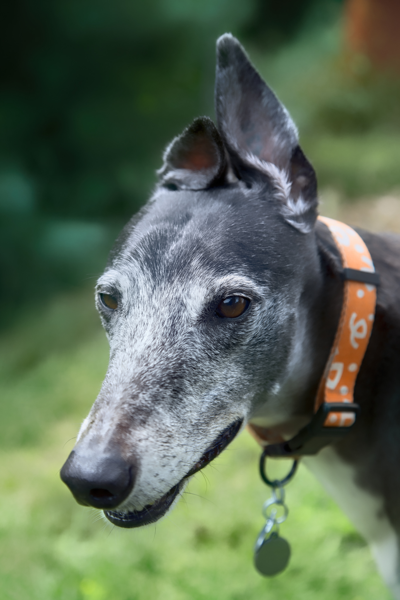 Tommy - our most recent angel