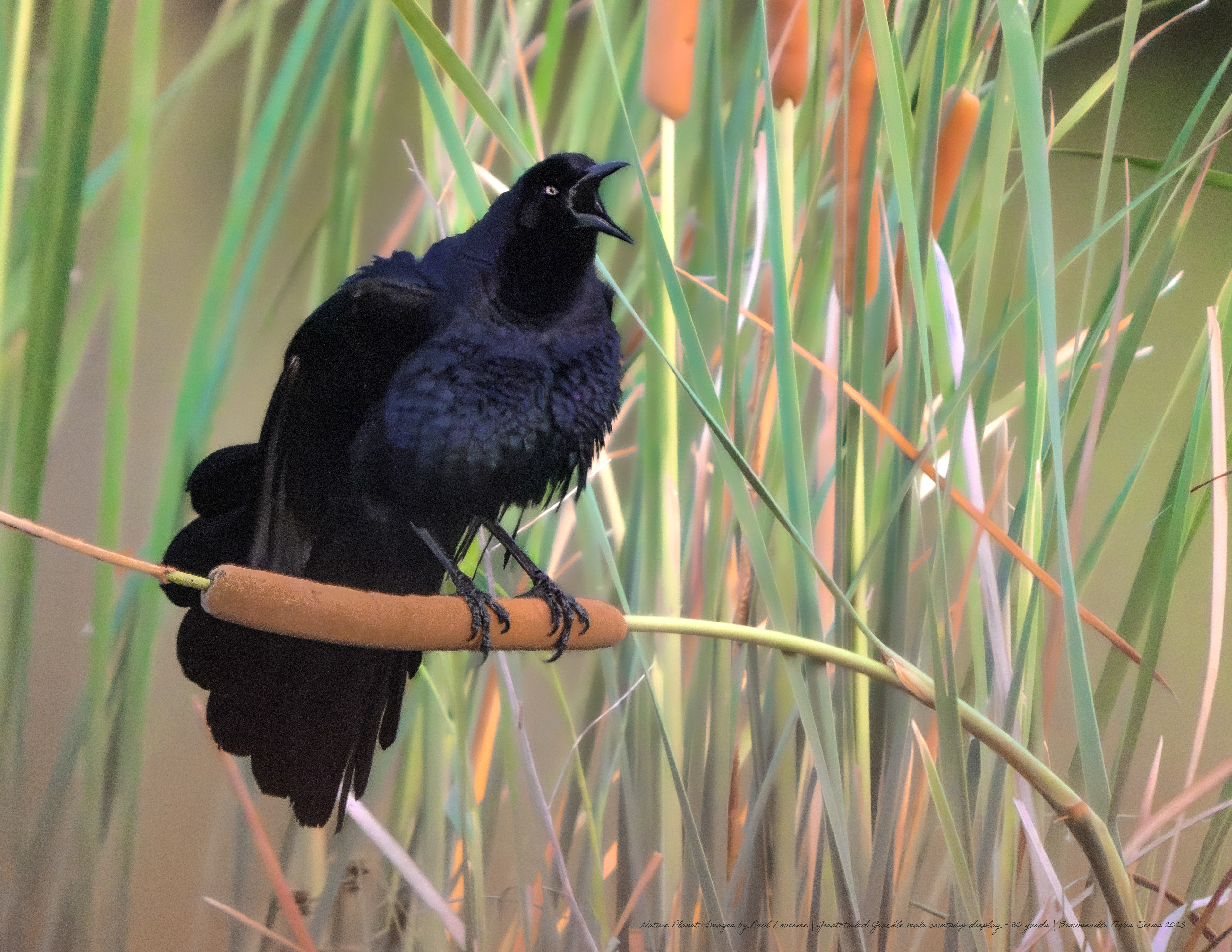 Great-tailed Grackle male breeding display NPTV Images