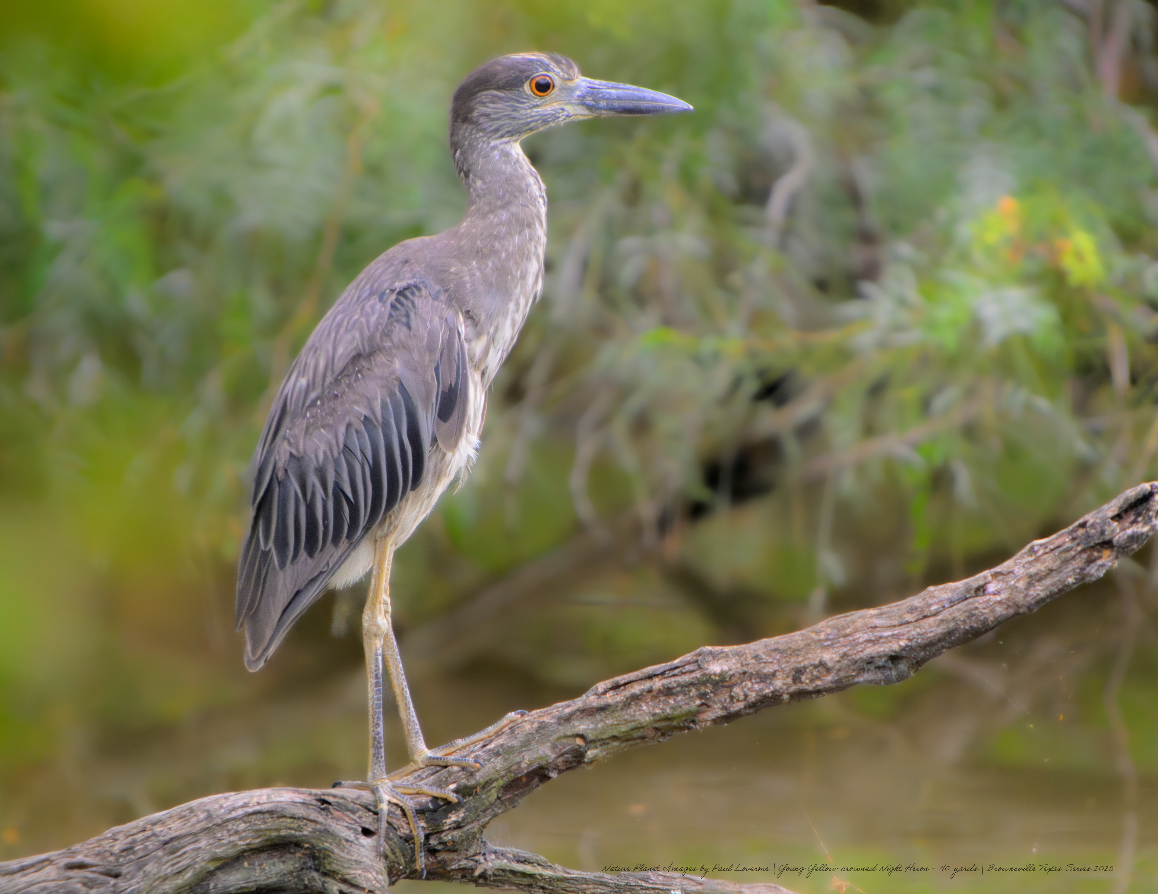 Young Yellow-crowned Night Heron NPTV Images