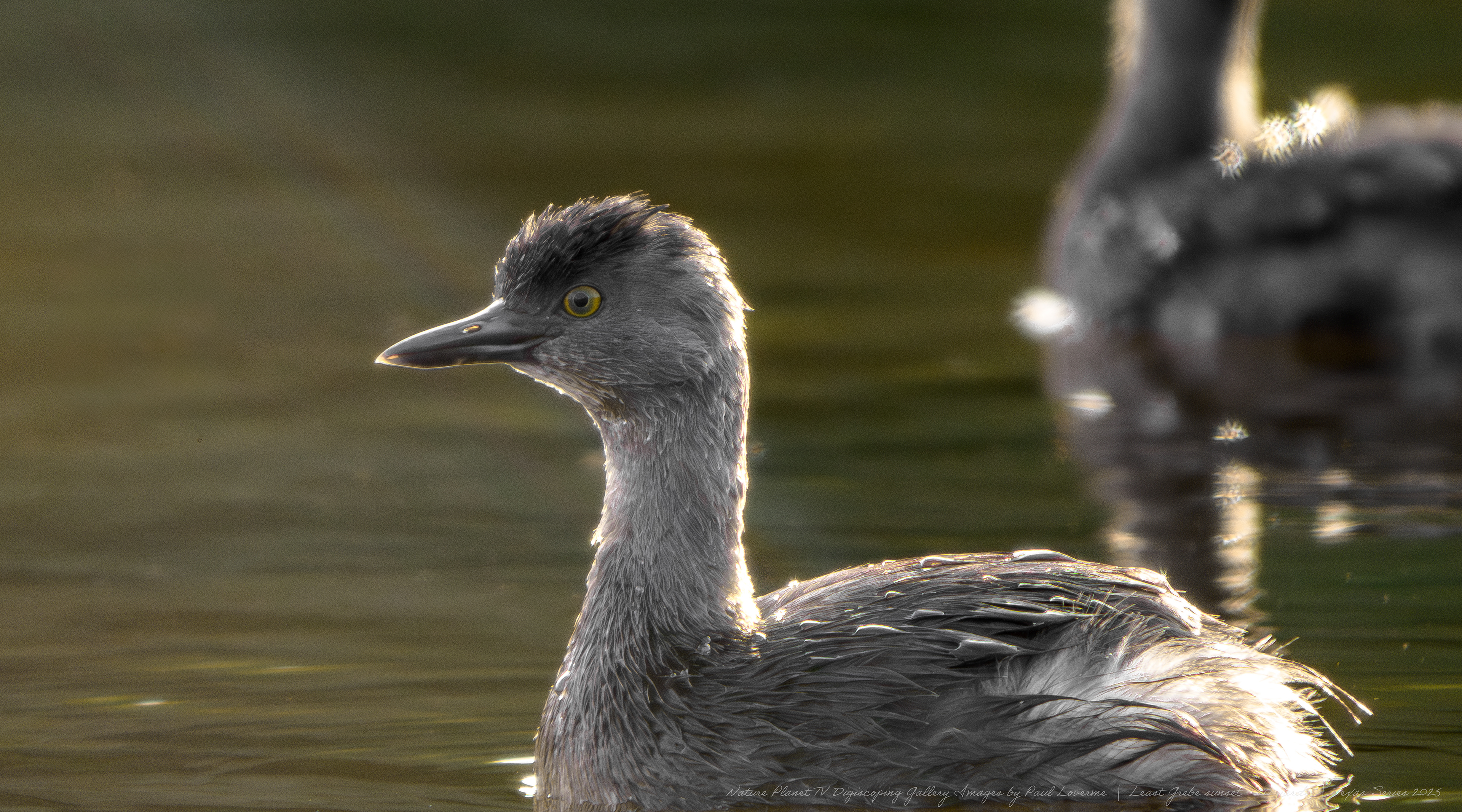 Nature Planet - Least Grebe male