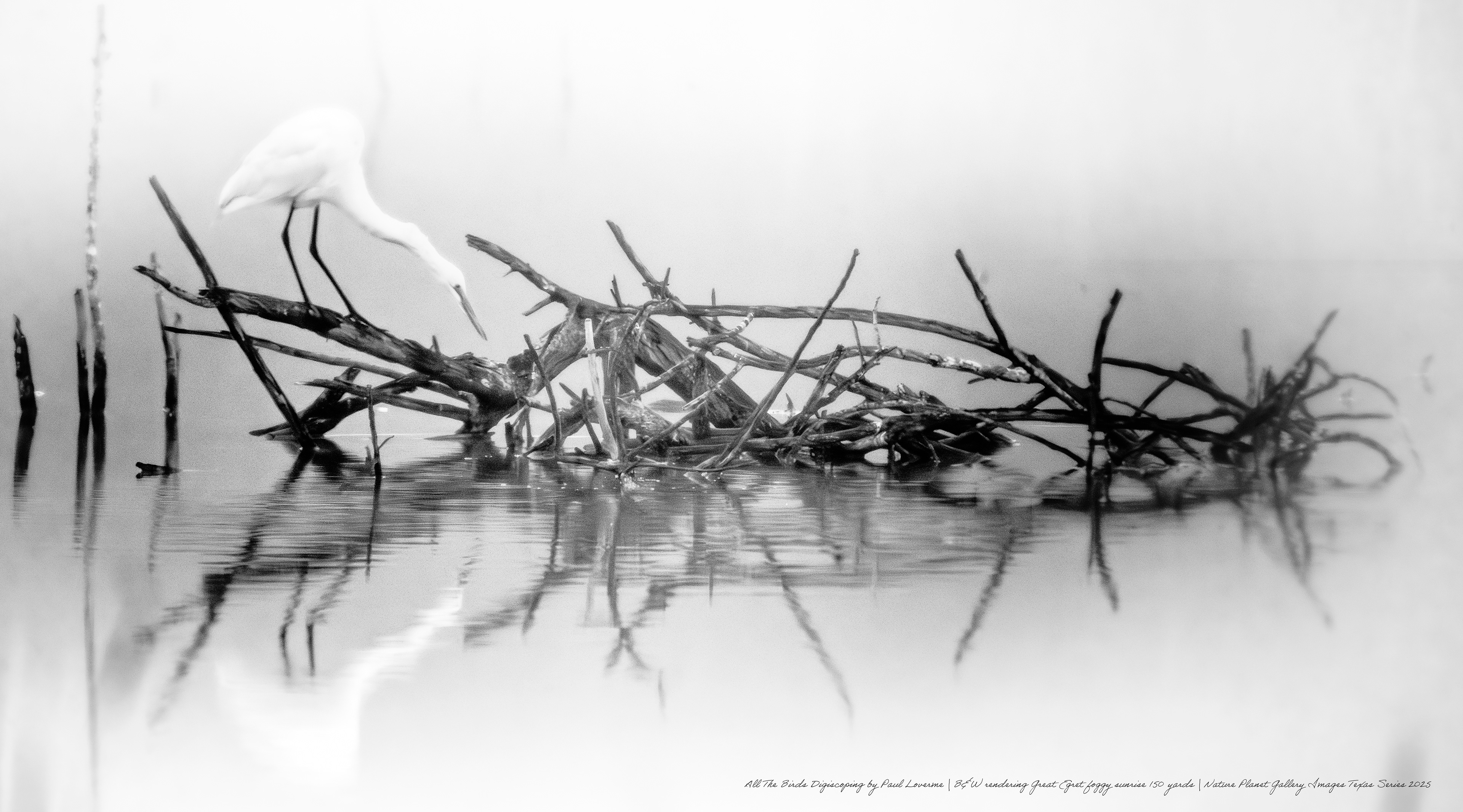 NPTV digiscoping image B&W render of Egret on brack cluster 150 yards sunrise, foggy.
