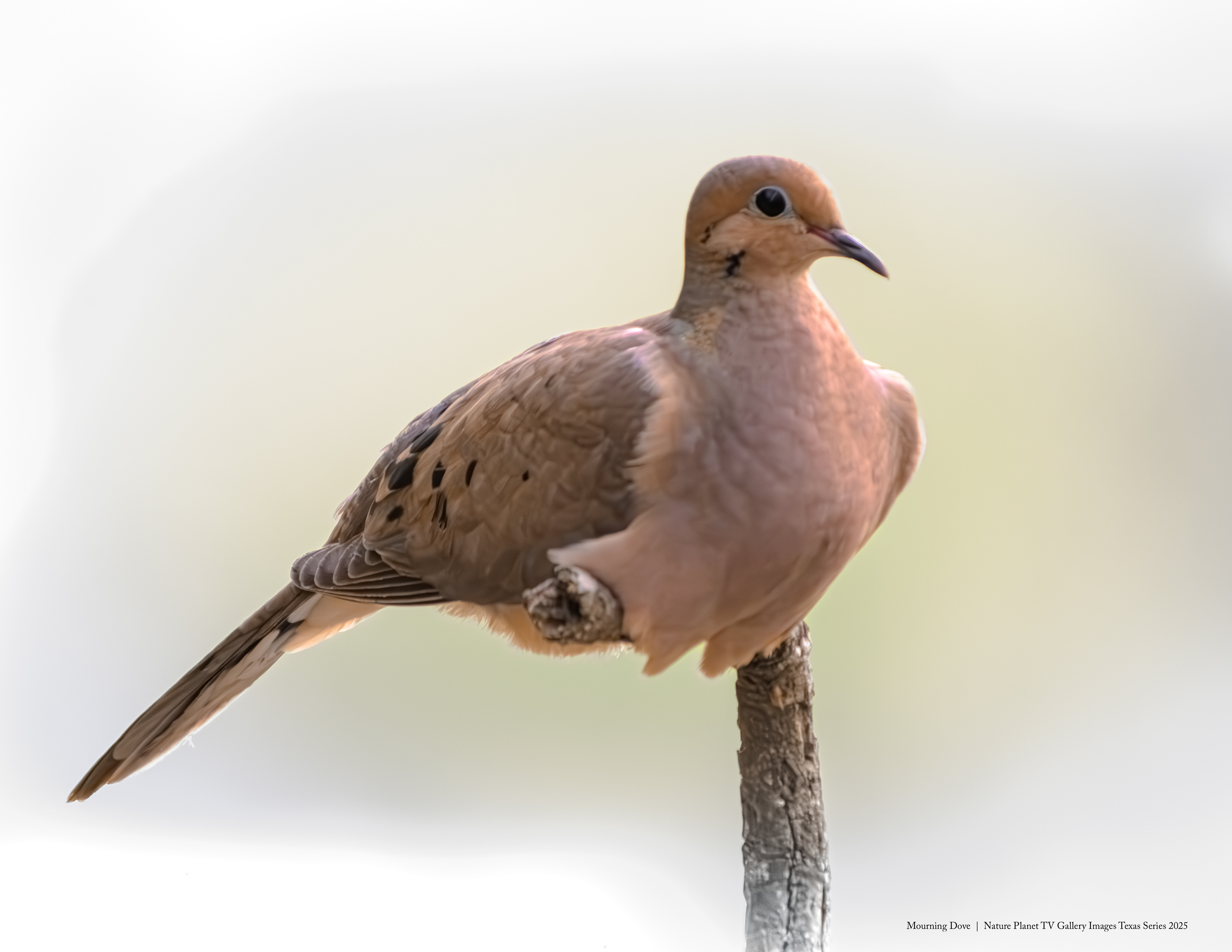 Mourning Dove NPTV Images