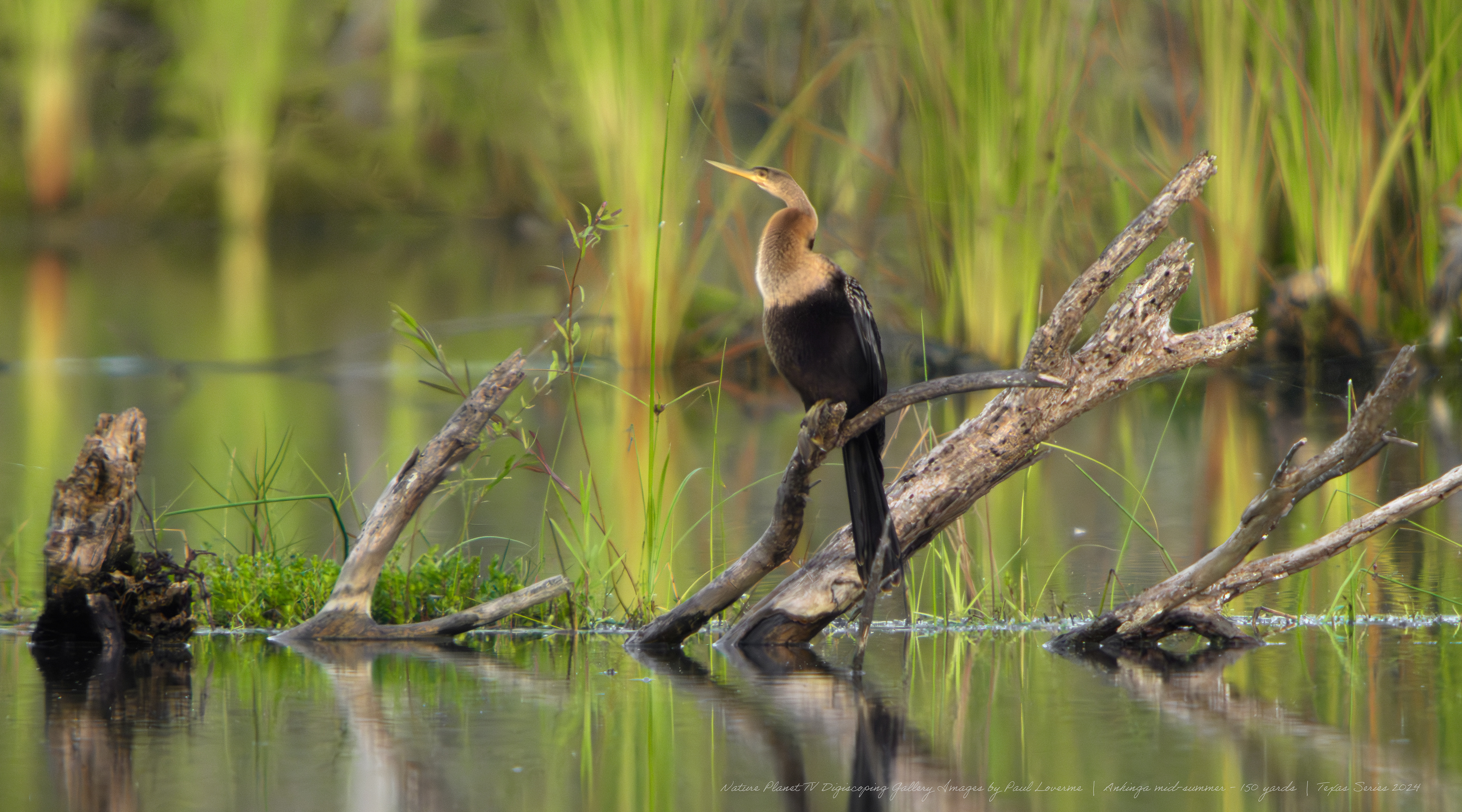 Nature Planet digiscoping photo Anhinga from 150 yards