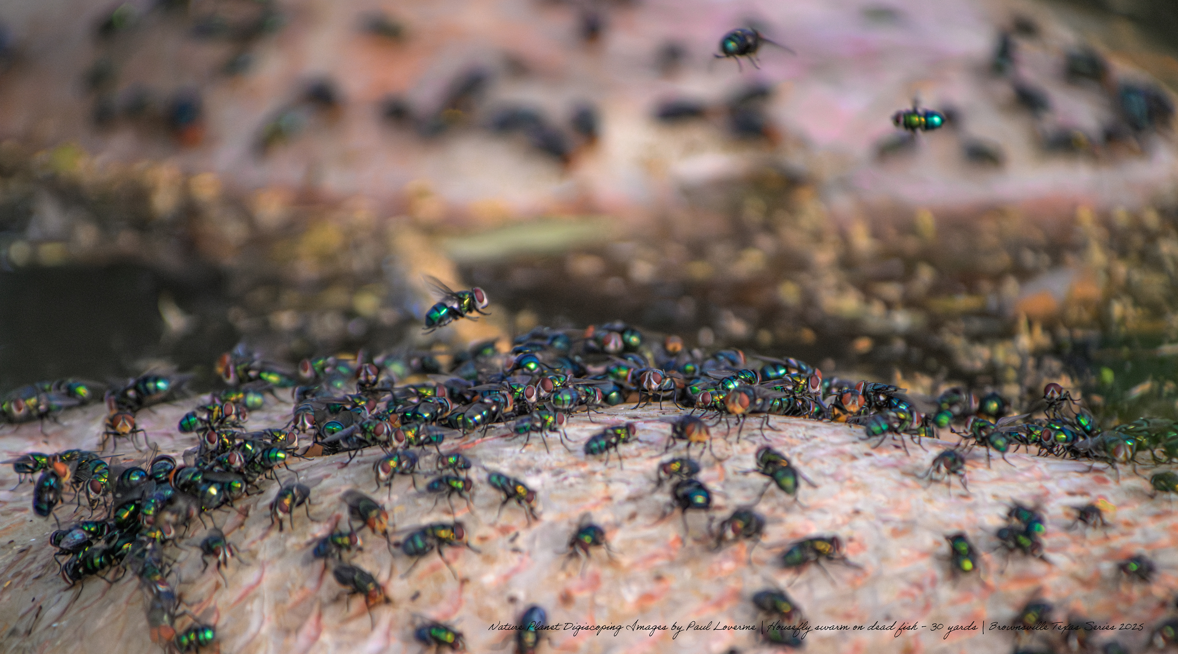 Housefly swarm on dead fish NPTV Images
