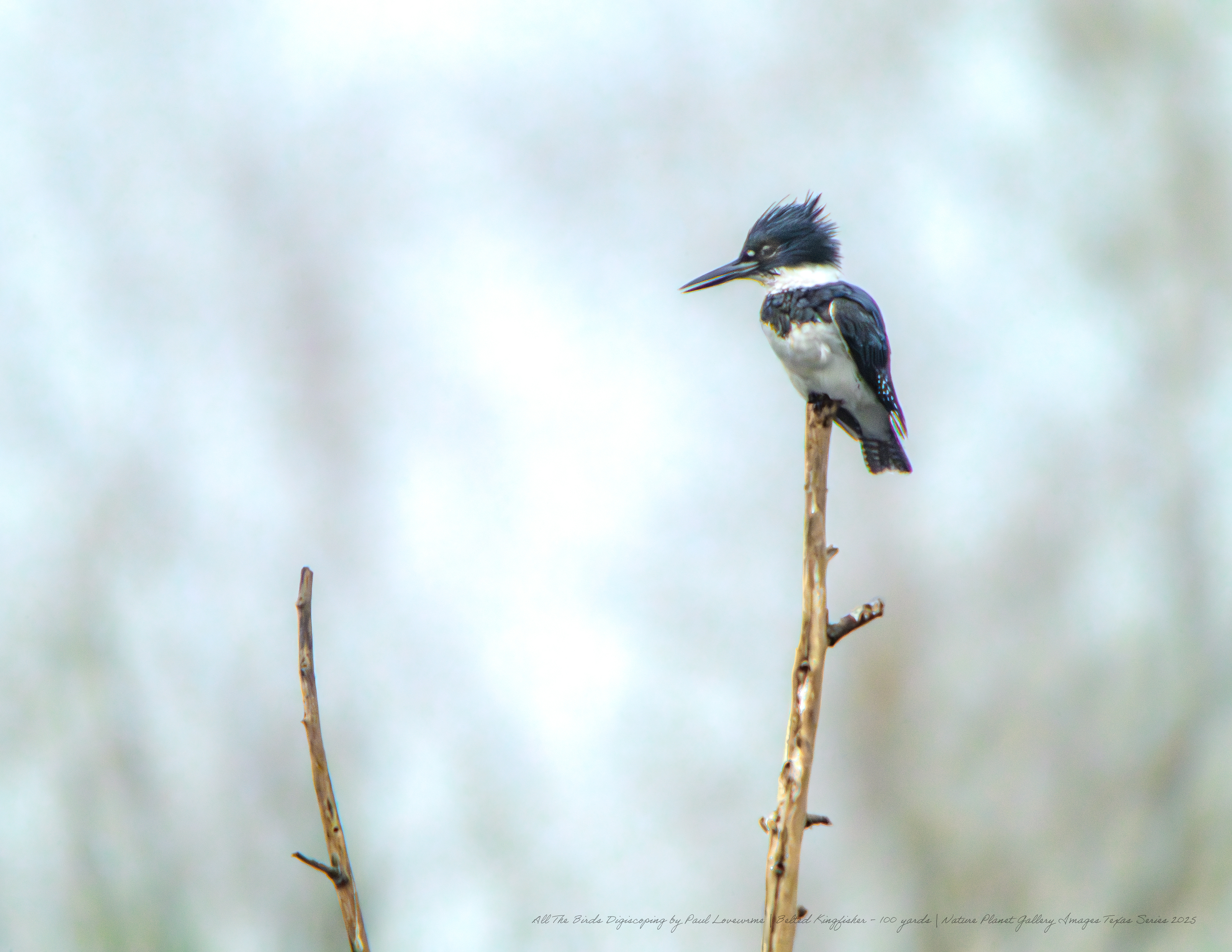 Nature Planet digiscoping photo Belted Kingfisher 100 yards
