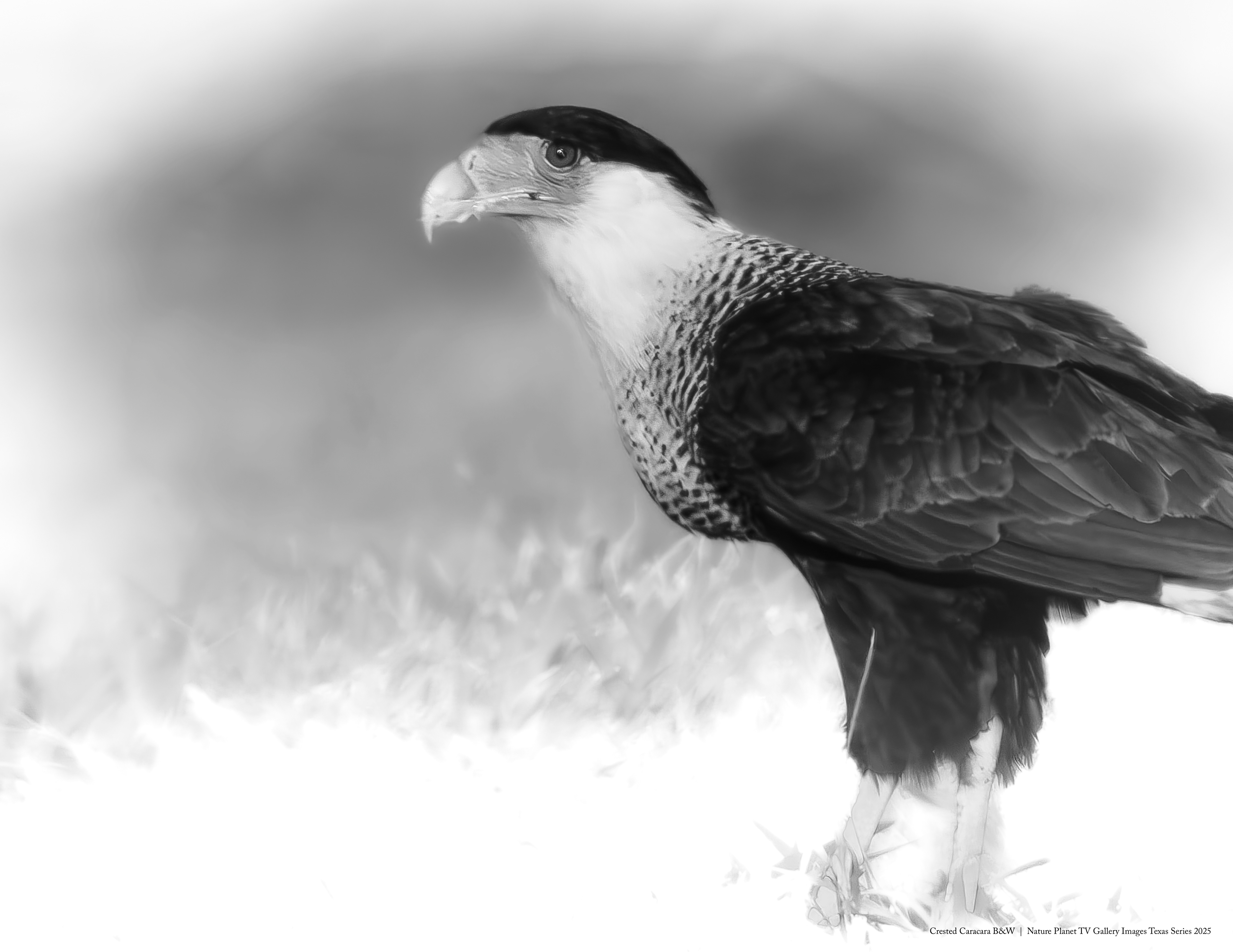 Crested Caracara B&W NPTV Images