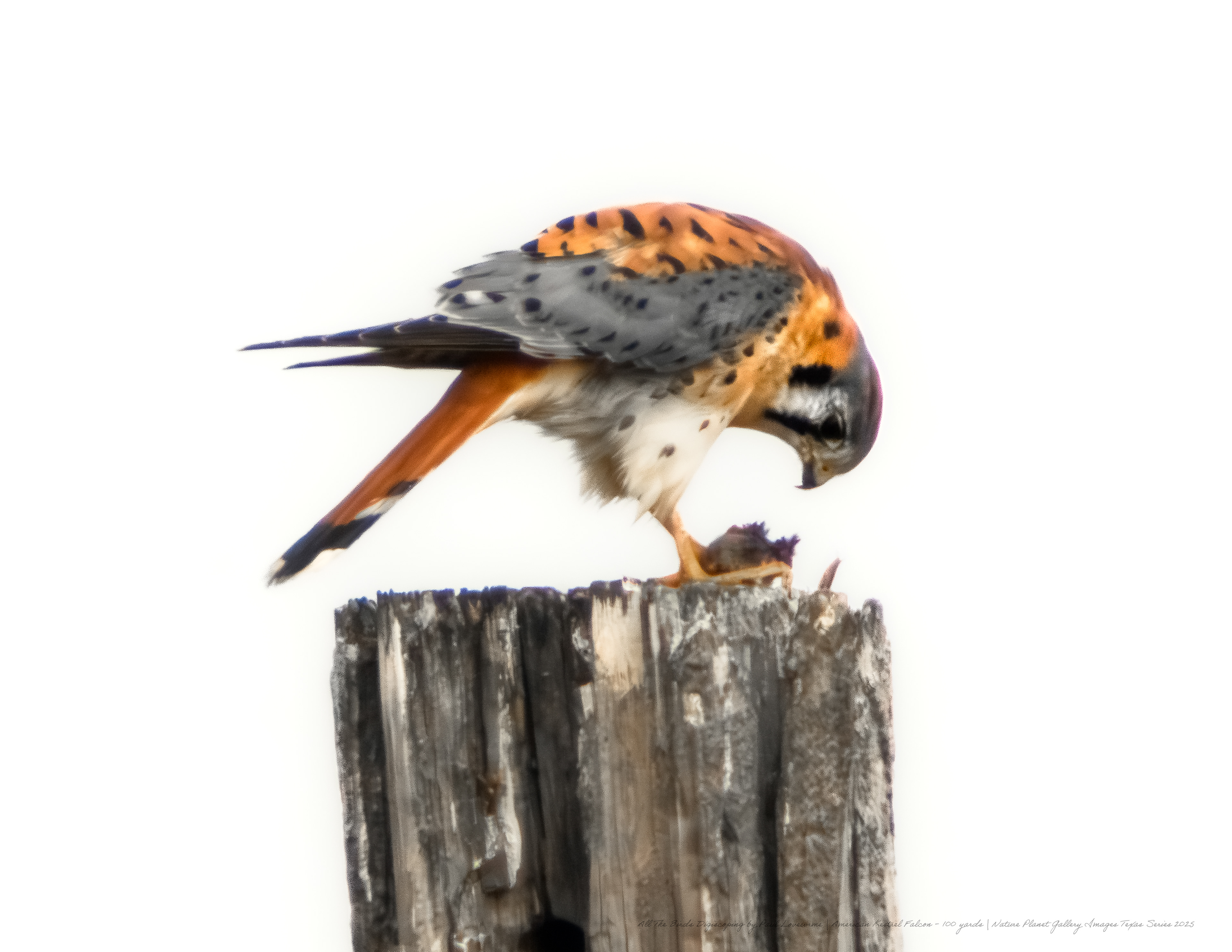 Nature Planet digiscoping photo American Kestrel Falcom 100 yards