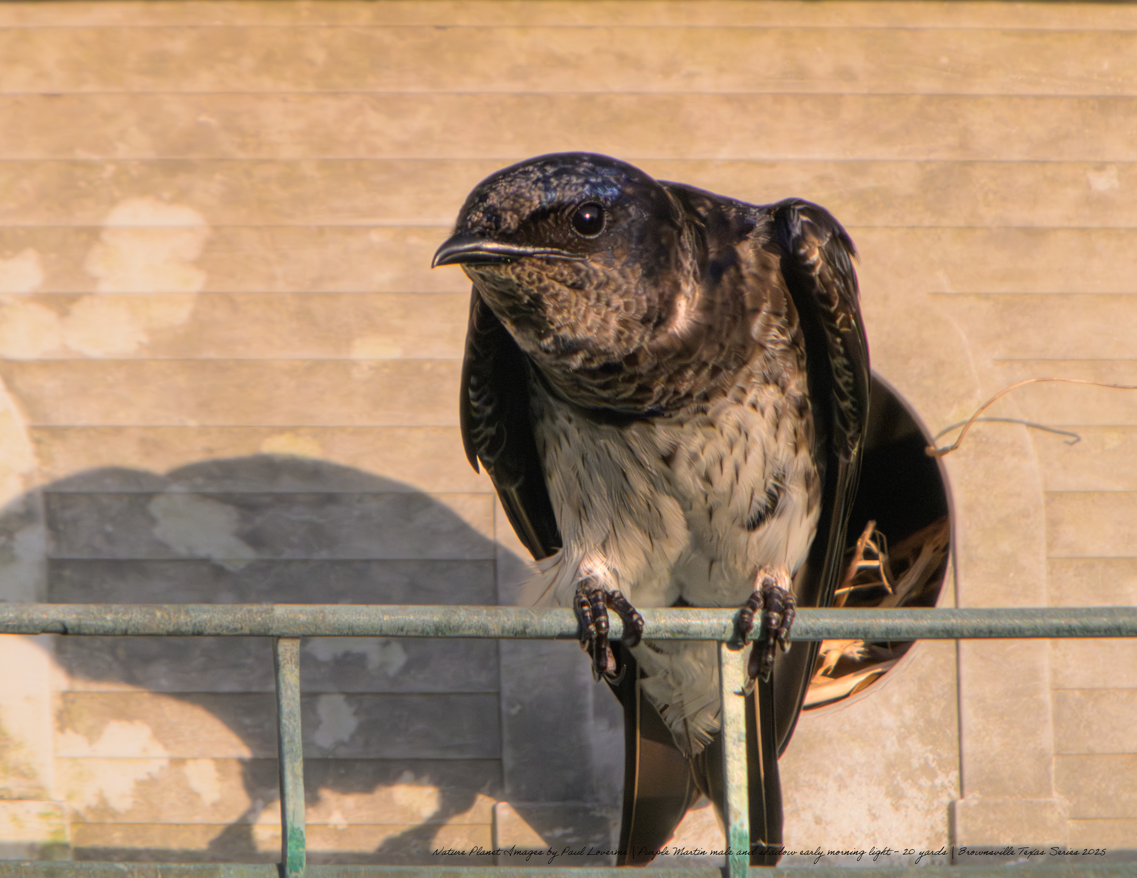 Purple Martin male NPTV Images