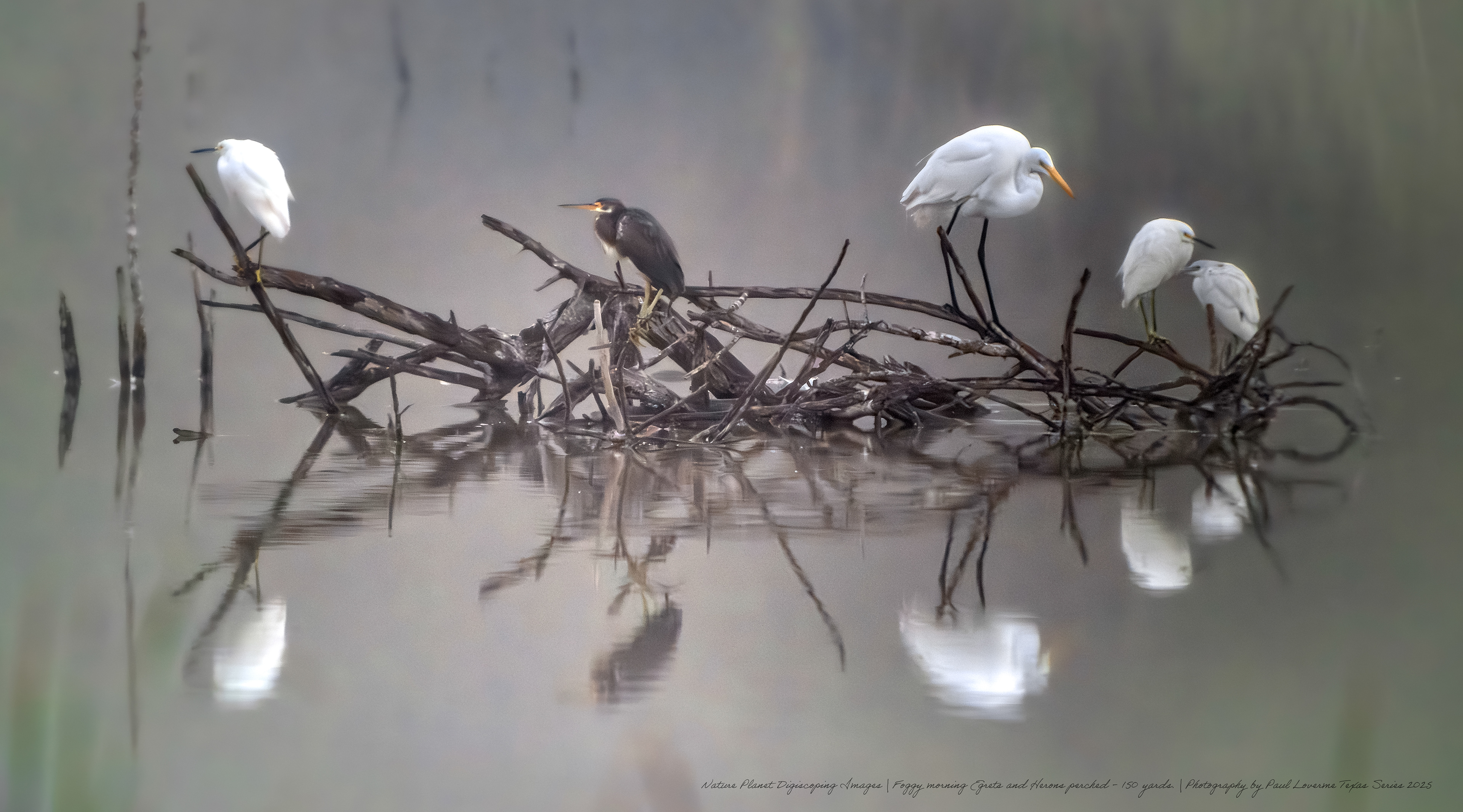 Morning fog group of egrets and herons branch cluster 150 yards