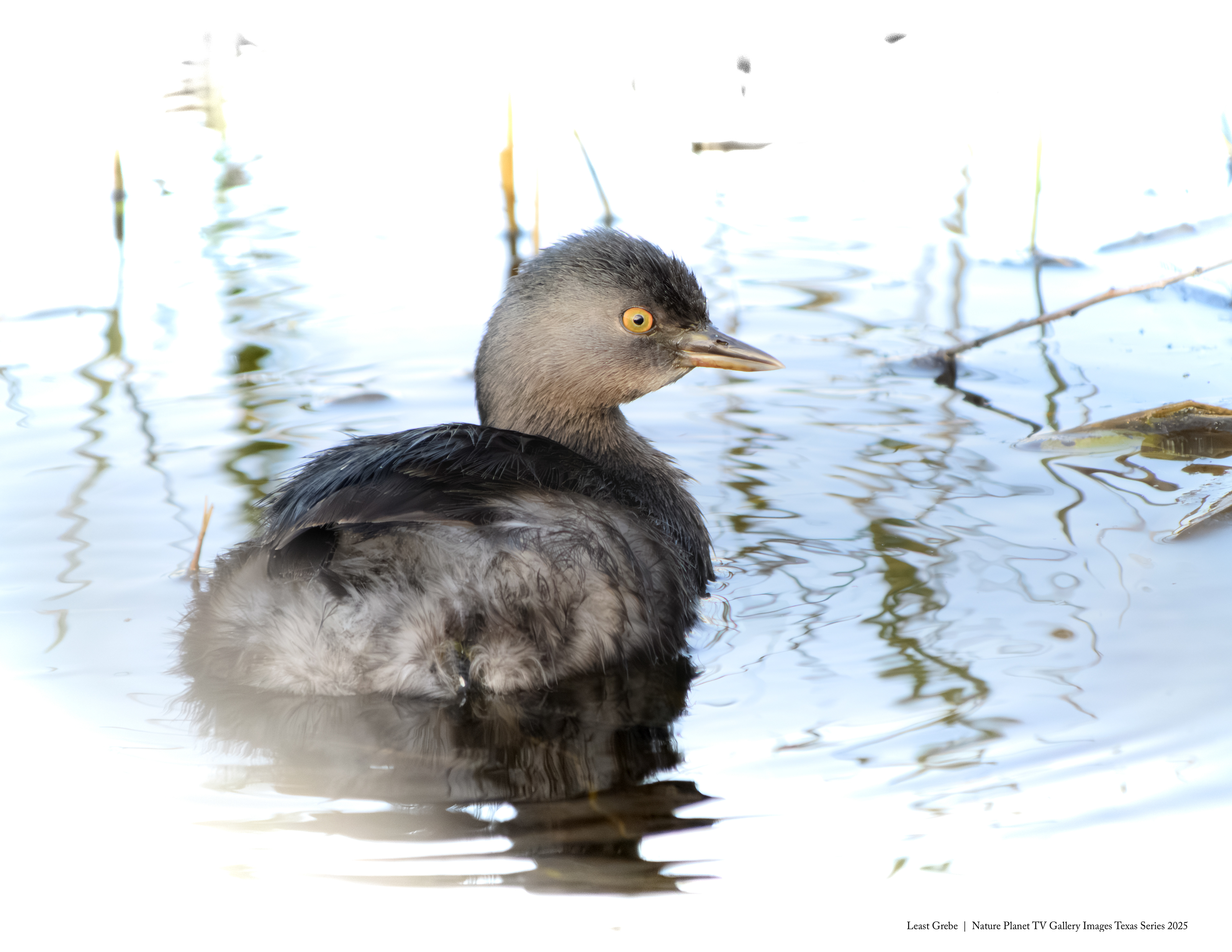Least Grebe NPTV images