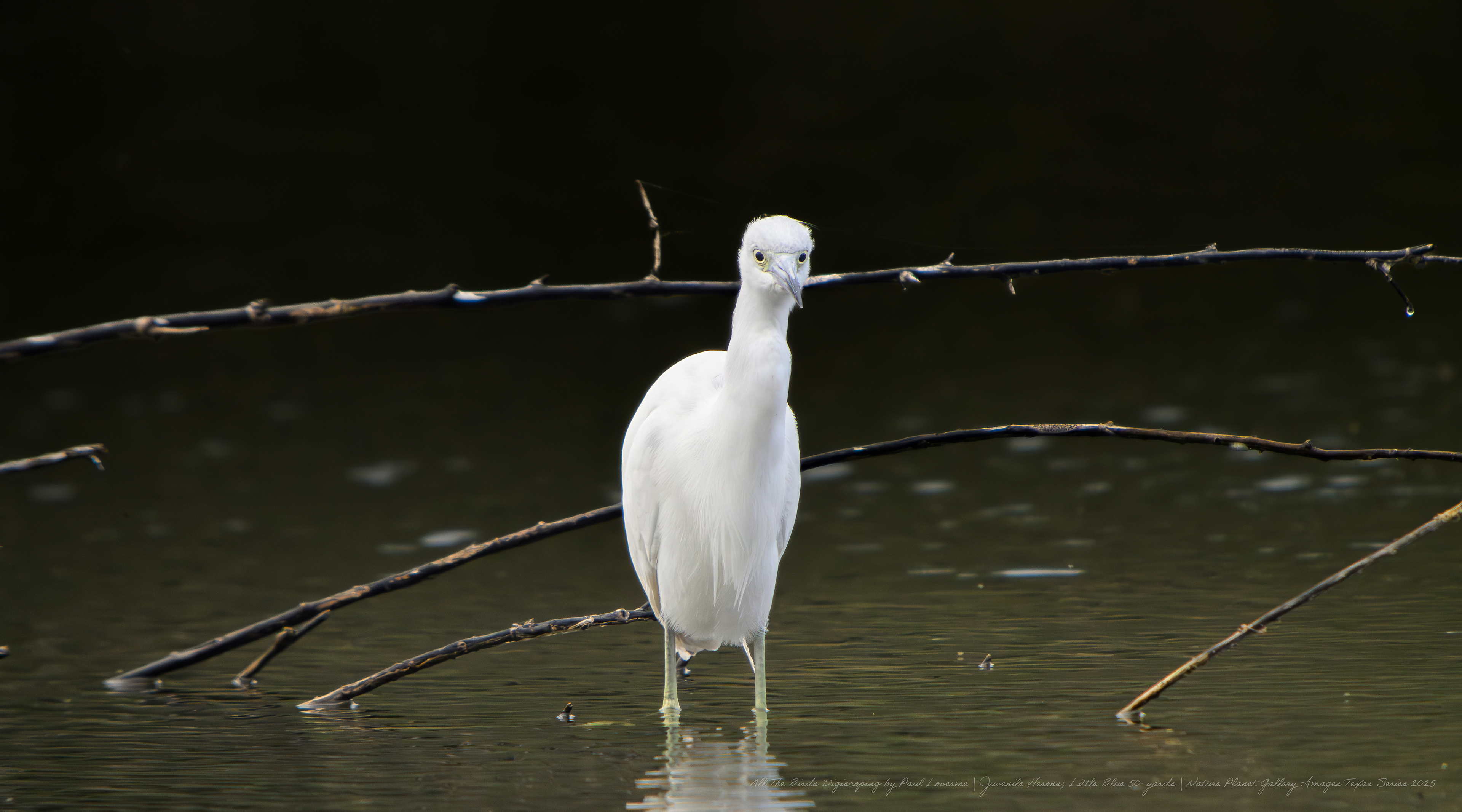 NPTV digiscoping image Immature Little Blue Heron 50 yards