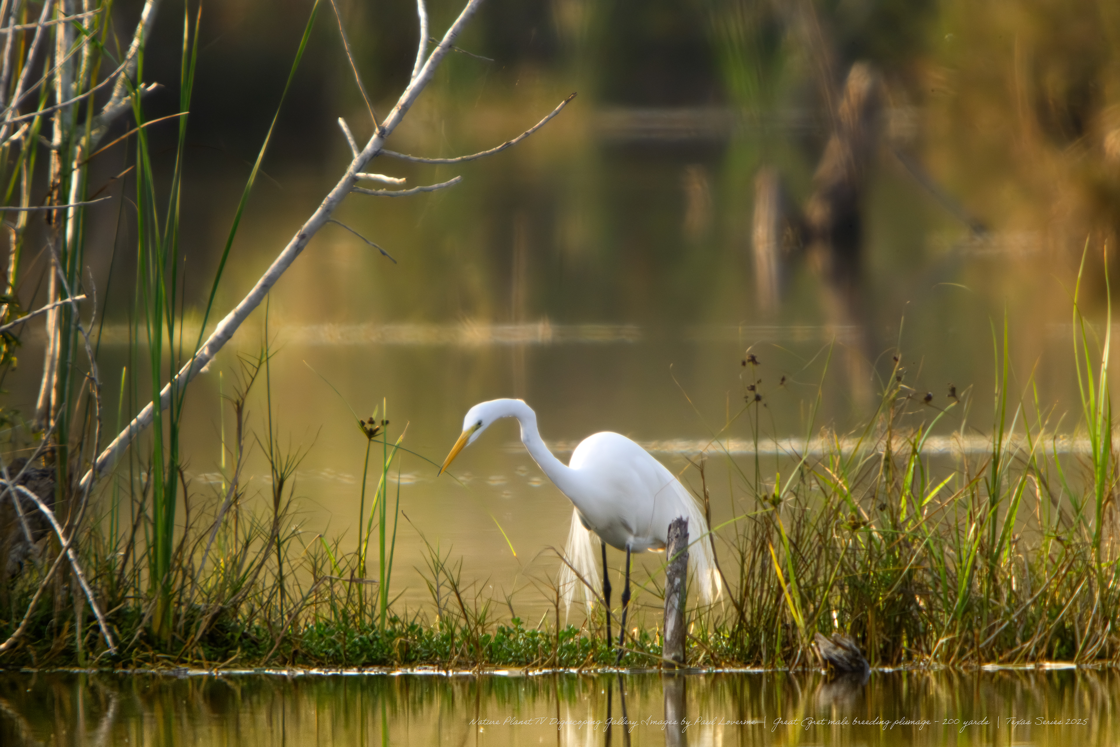 Nature Planet - Great Egret with breeding plumages