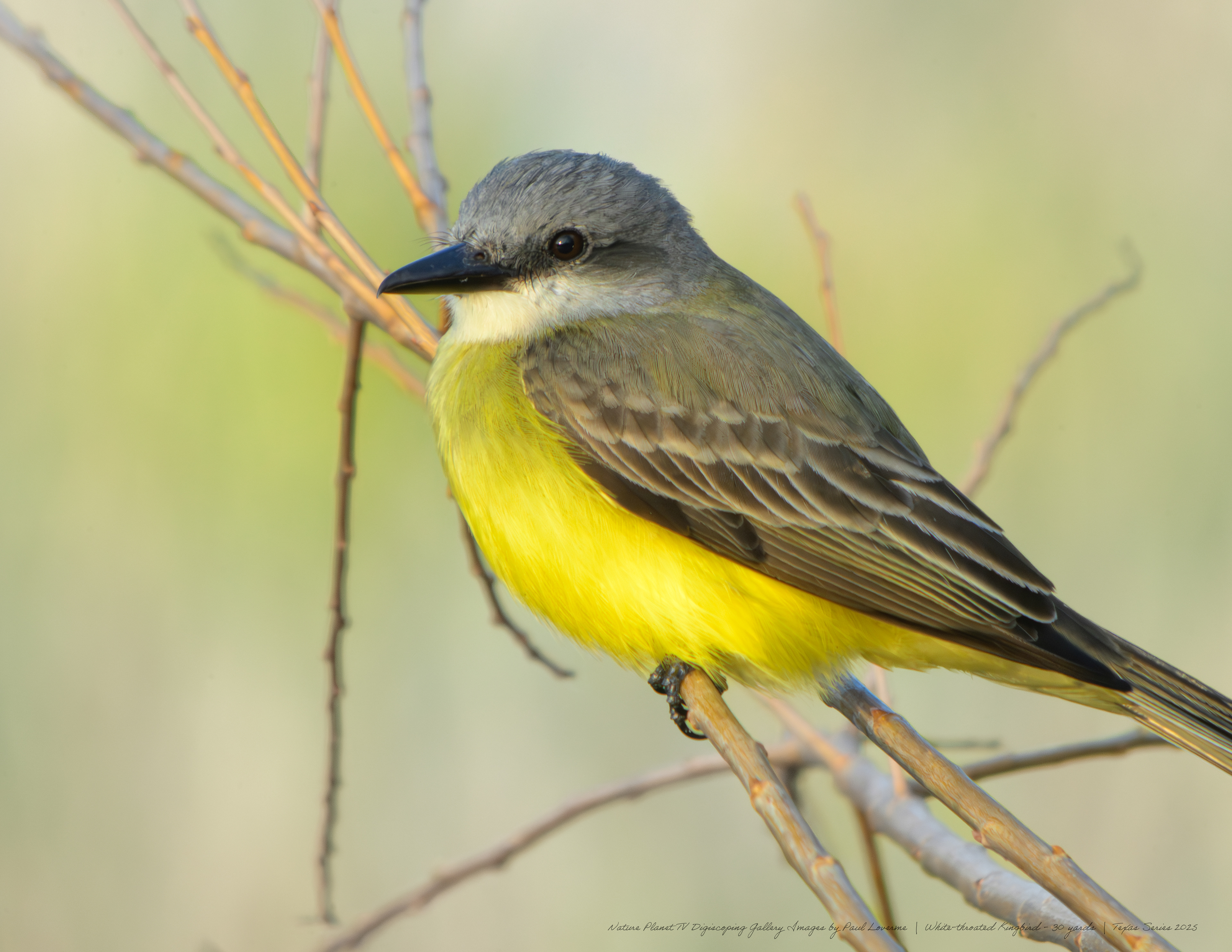 Nature Planet digiscoping photo White-throated Kingbird flycatcher