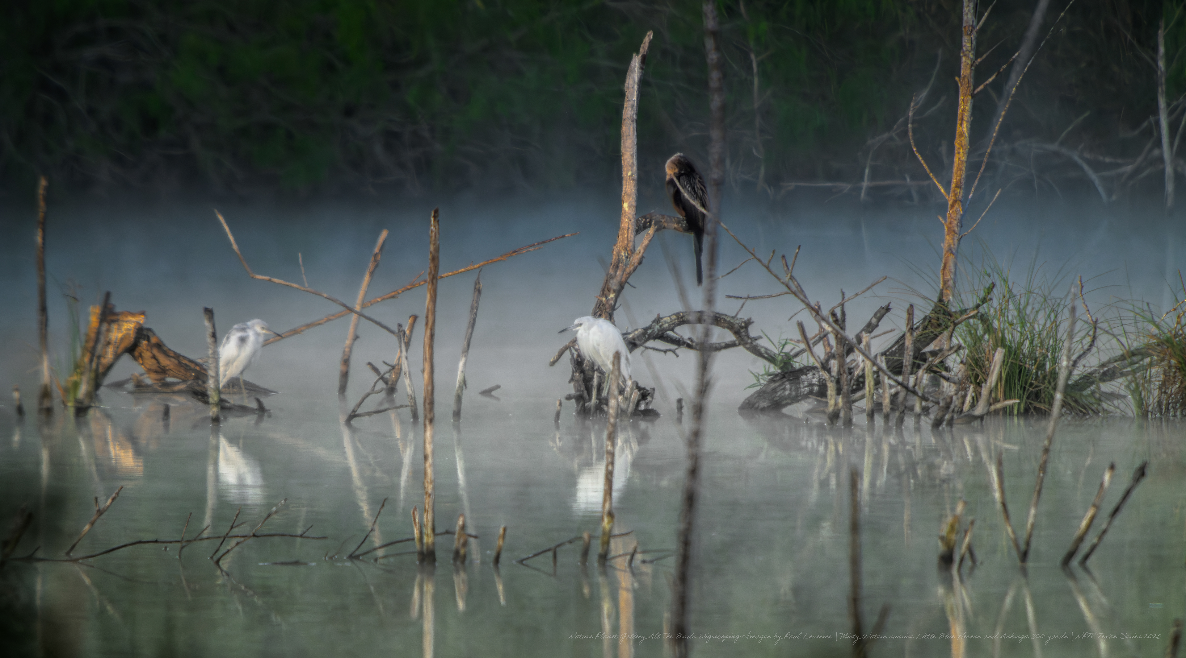 NPTV digiscoping image from 300 yards misty morning composition.