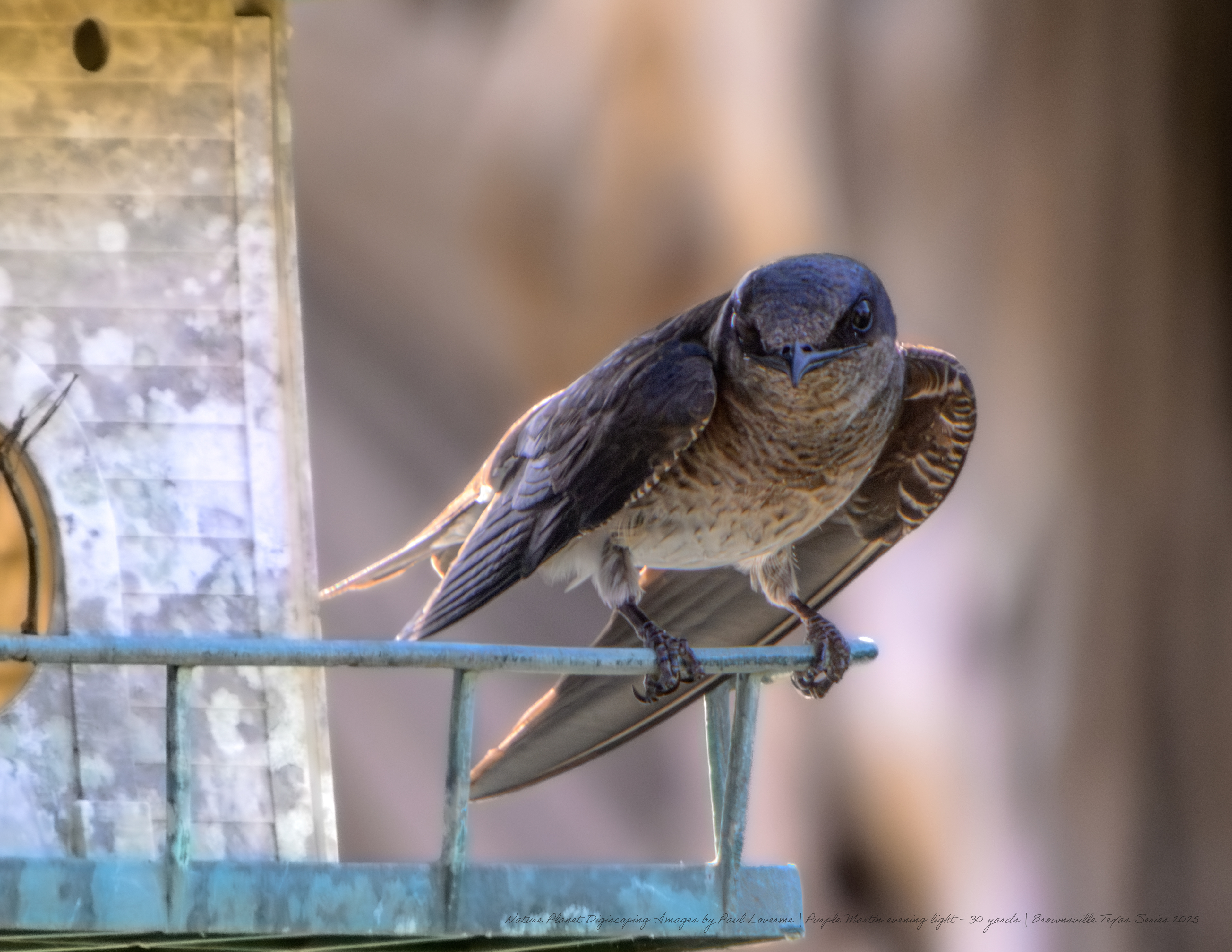 Purple Martin male NPTV Images