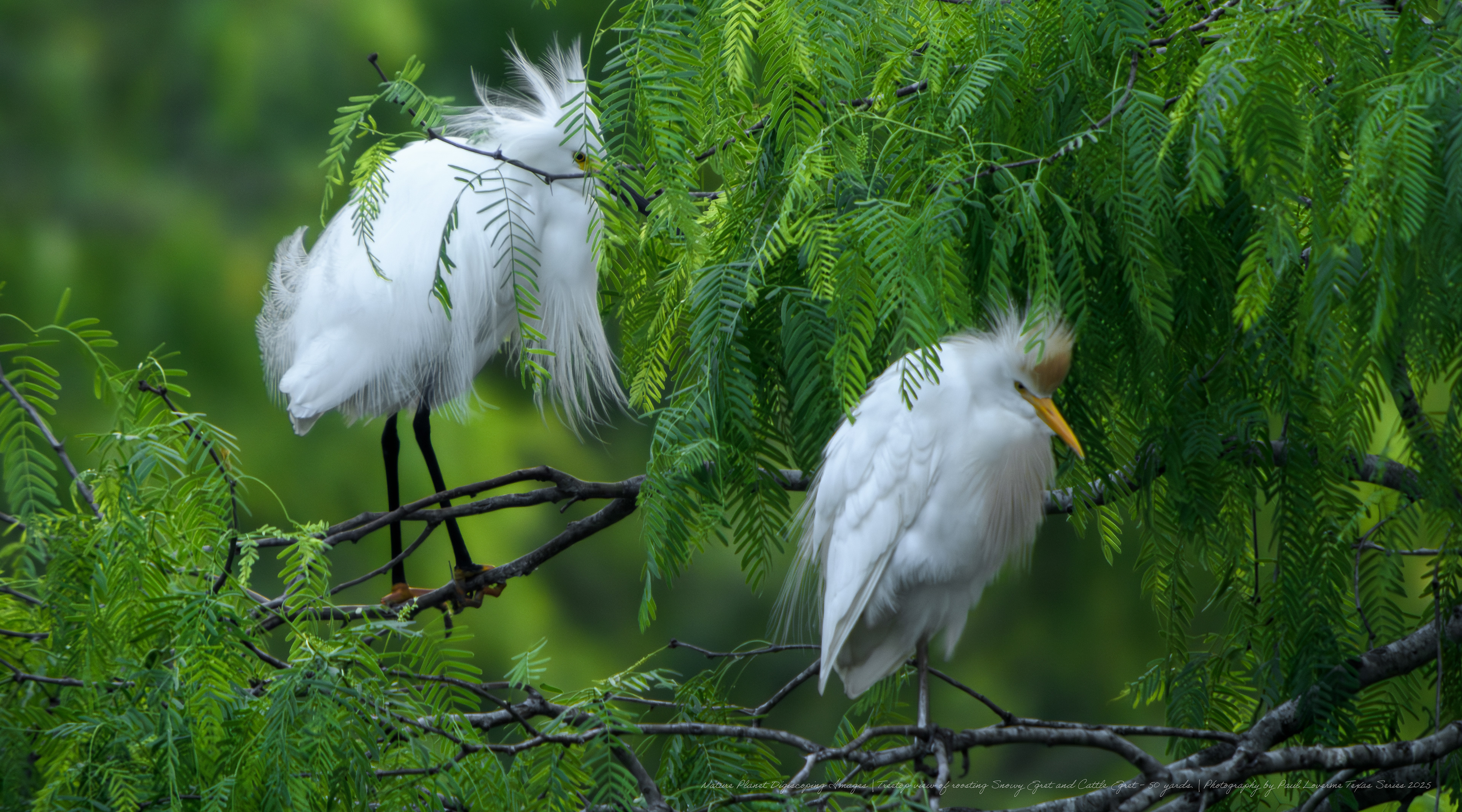 Treetop roosting snowy Egret and cattle Egret breeding colors and feathers NPTV