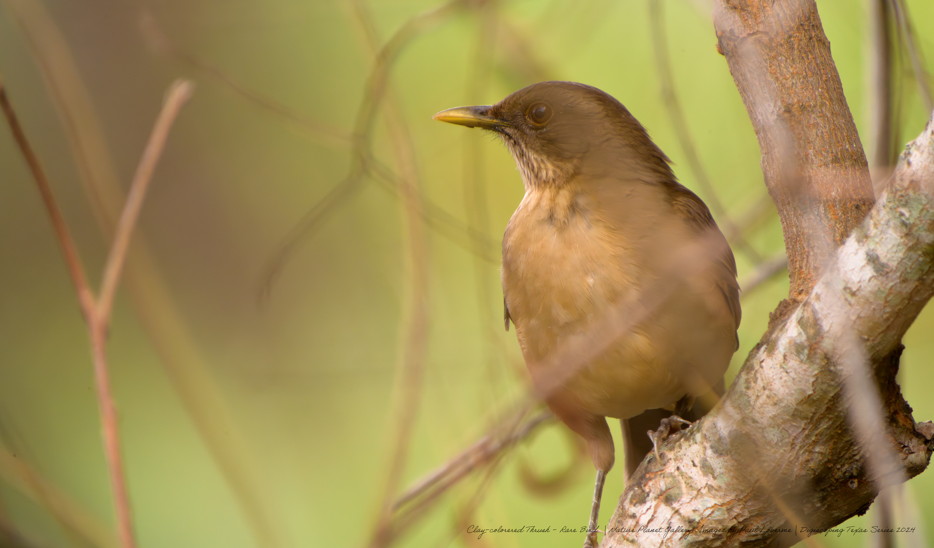 Nature Planet - Clay-colored Thrush - rare sighting