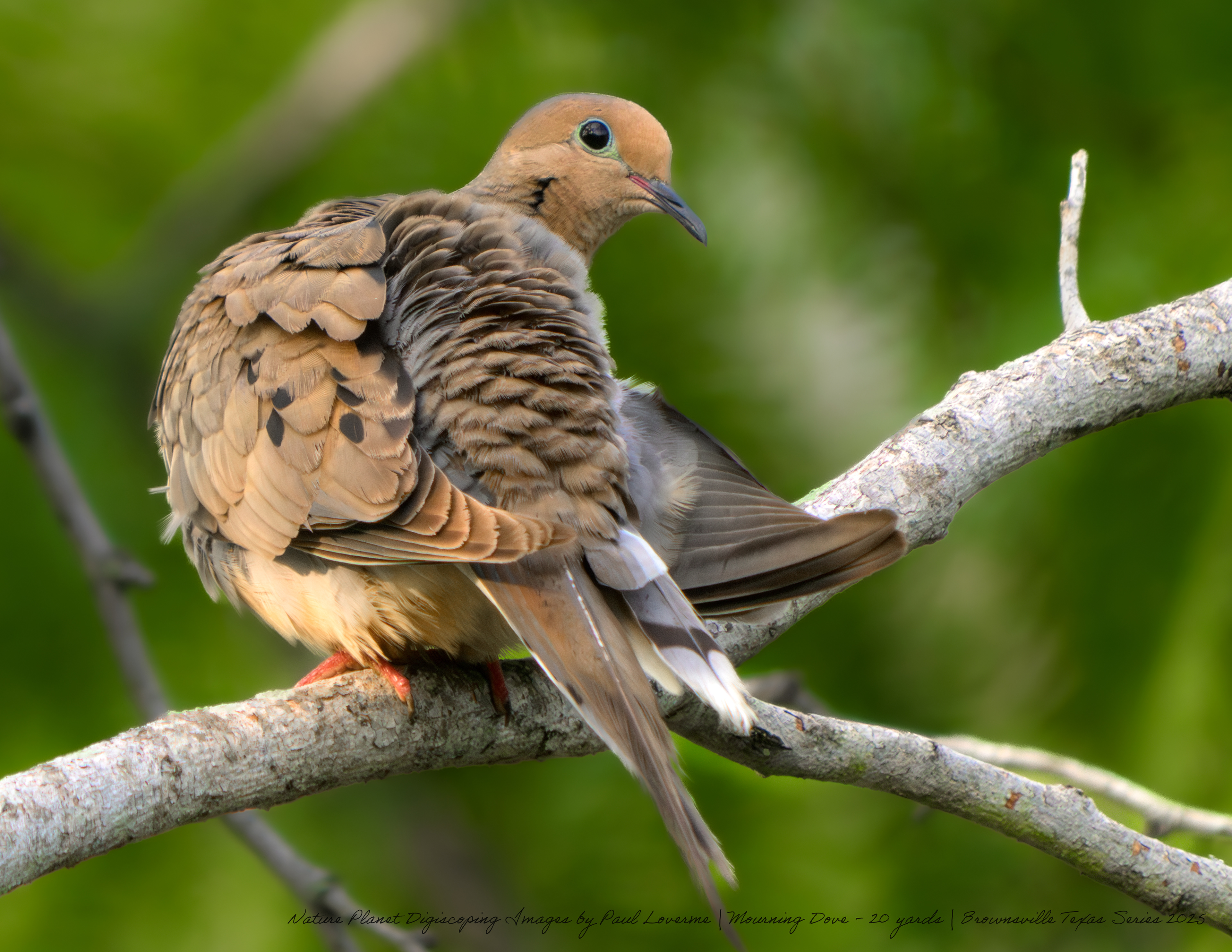 Mourning Dove NPTV Images