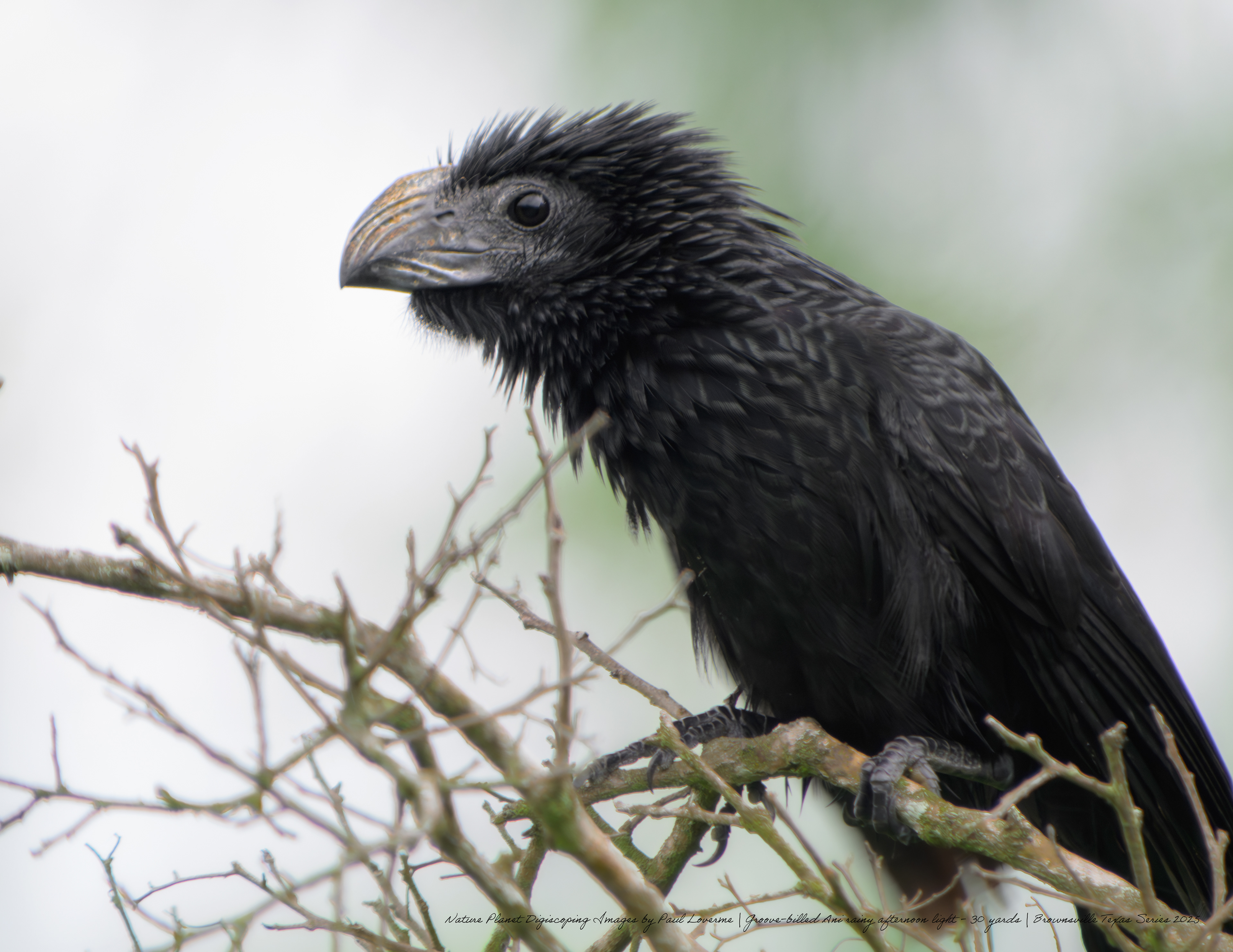 Groove-billed Ani NPTV Images