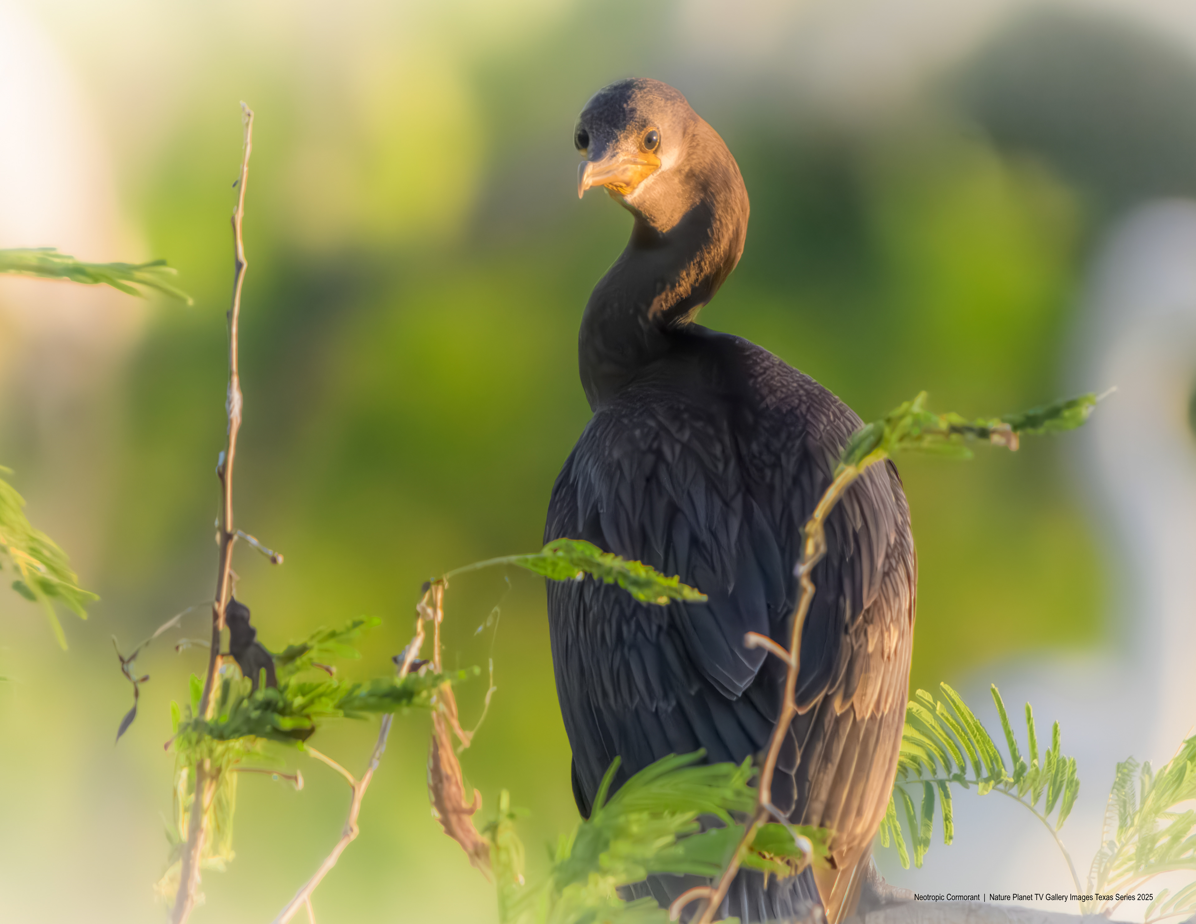 Neotropic Cormorant NPTV Images