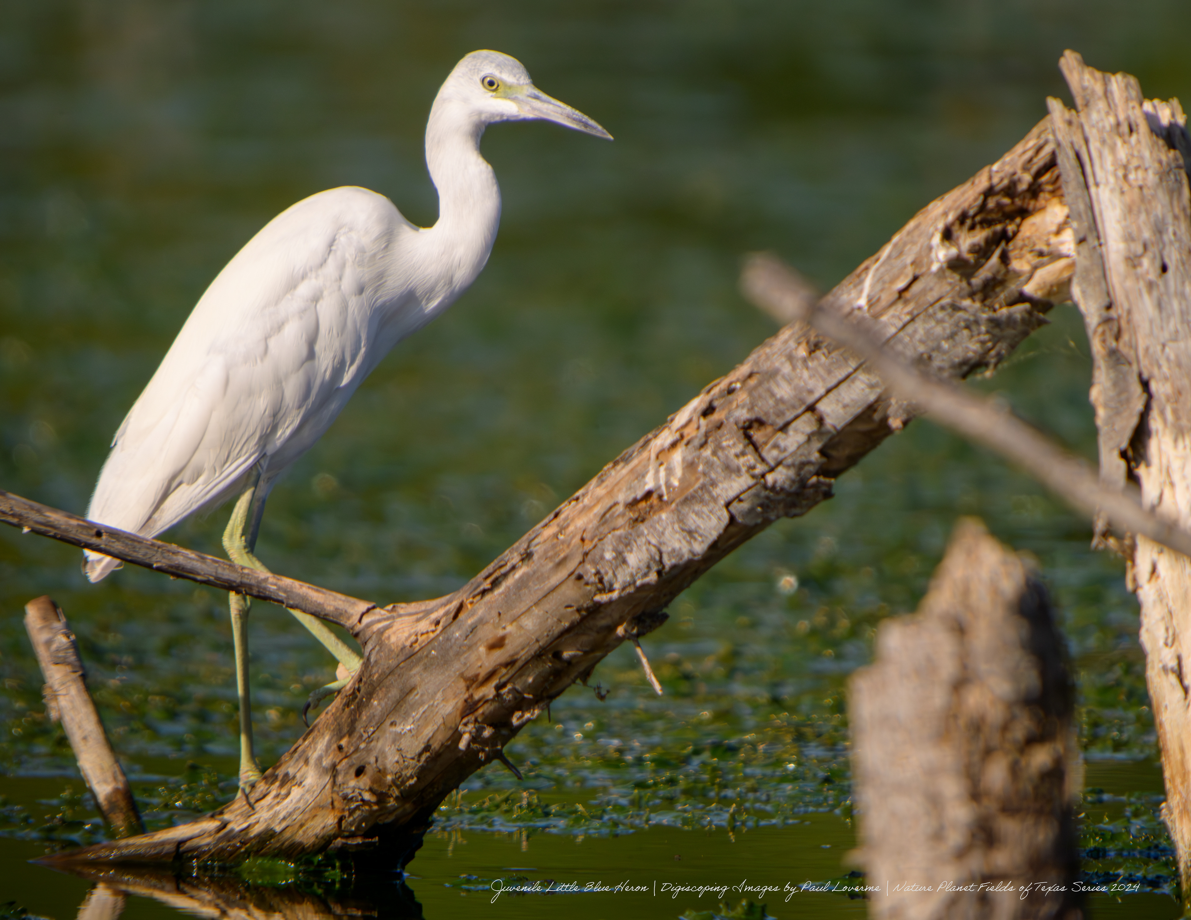 Nature Planet - Little Blue Heron juvenile