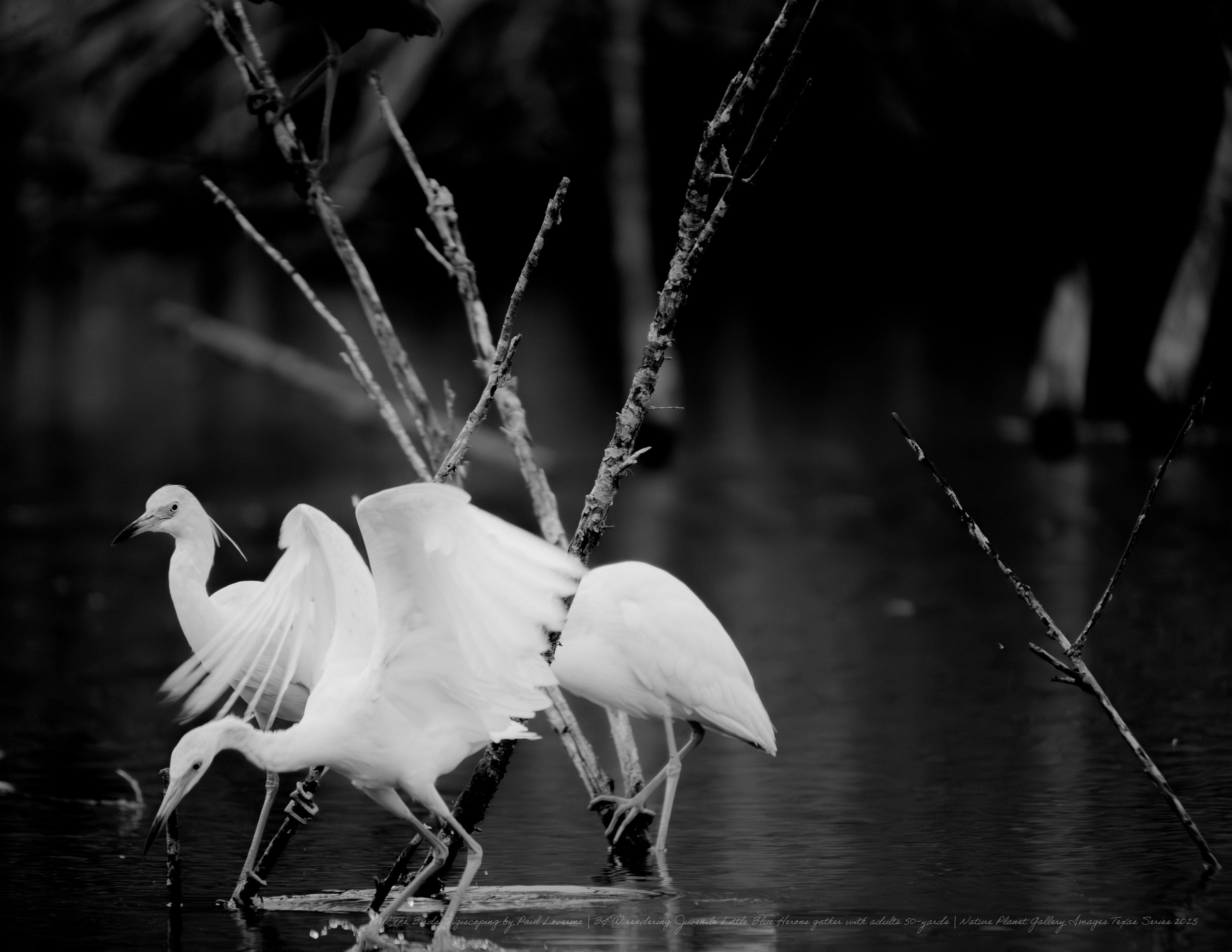 NPTV digiscoping image group immature Little Blue Herons B&W 50 yards
