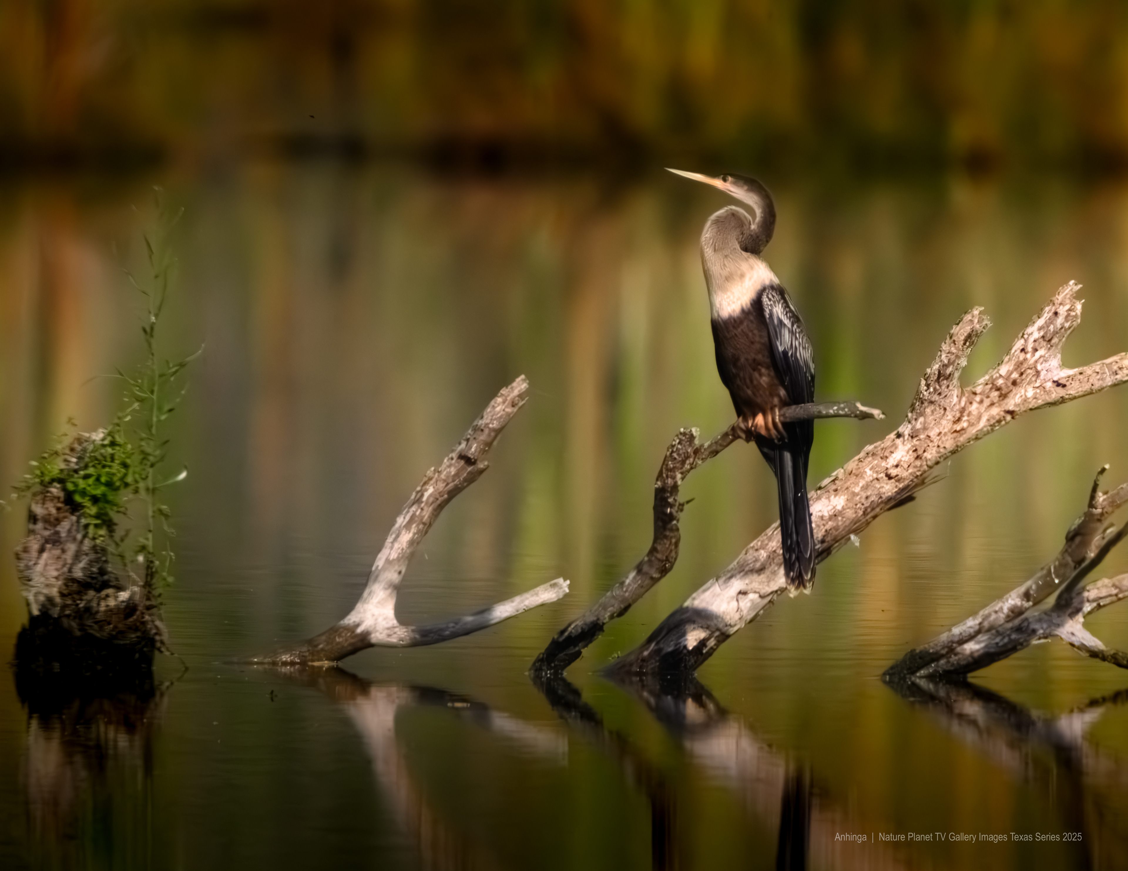 Anhinga NPTV Images